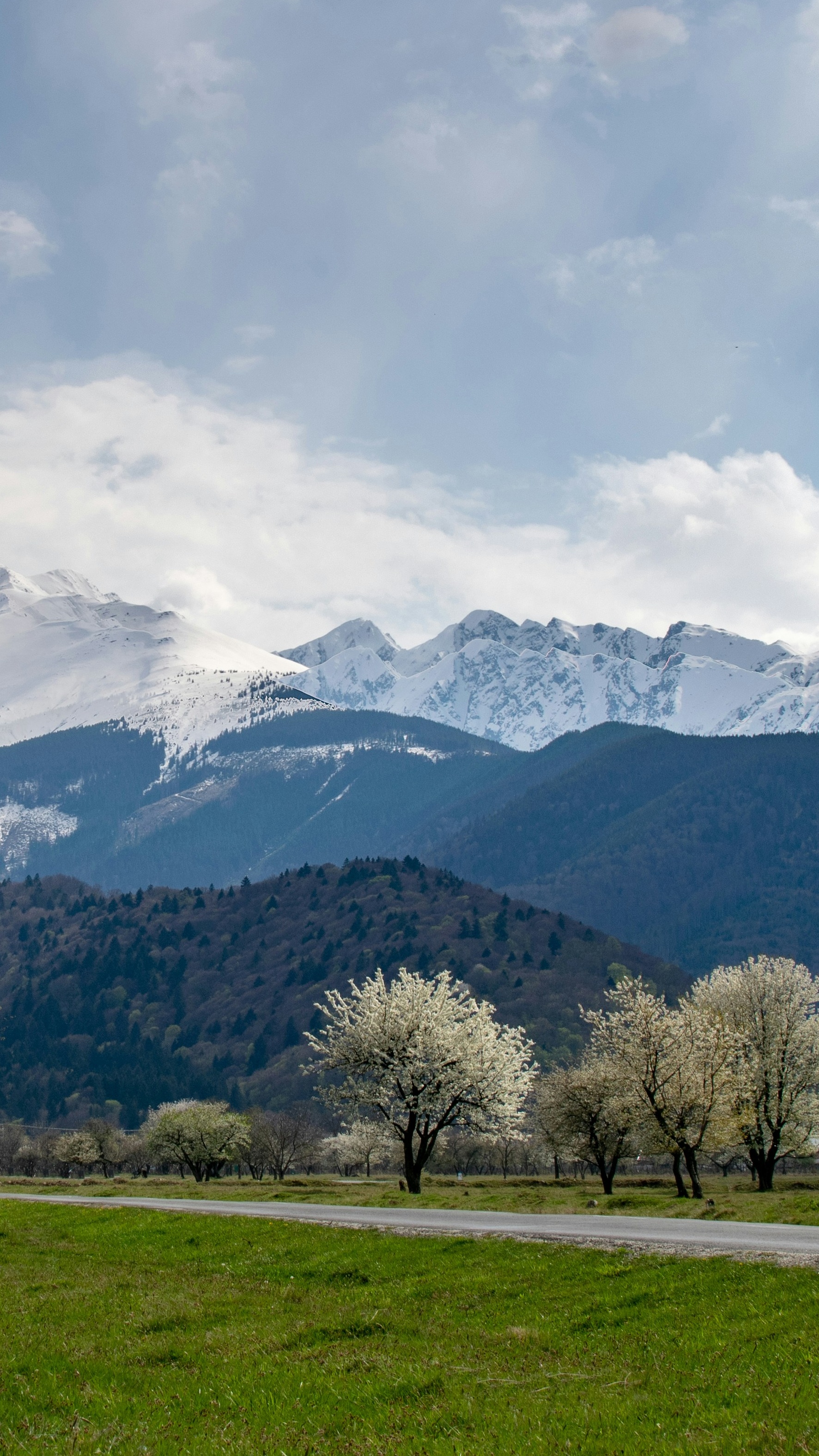 Spring Landscape with Snowy Mountains