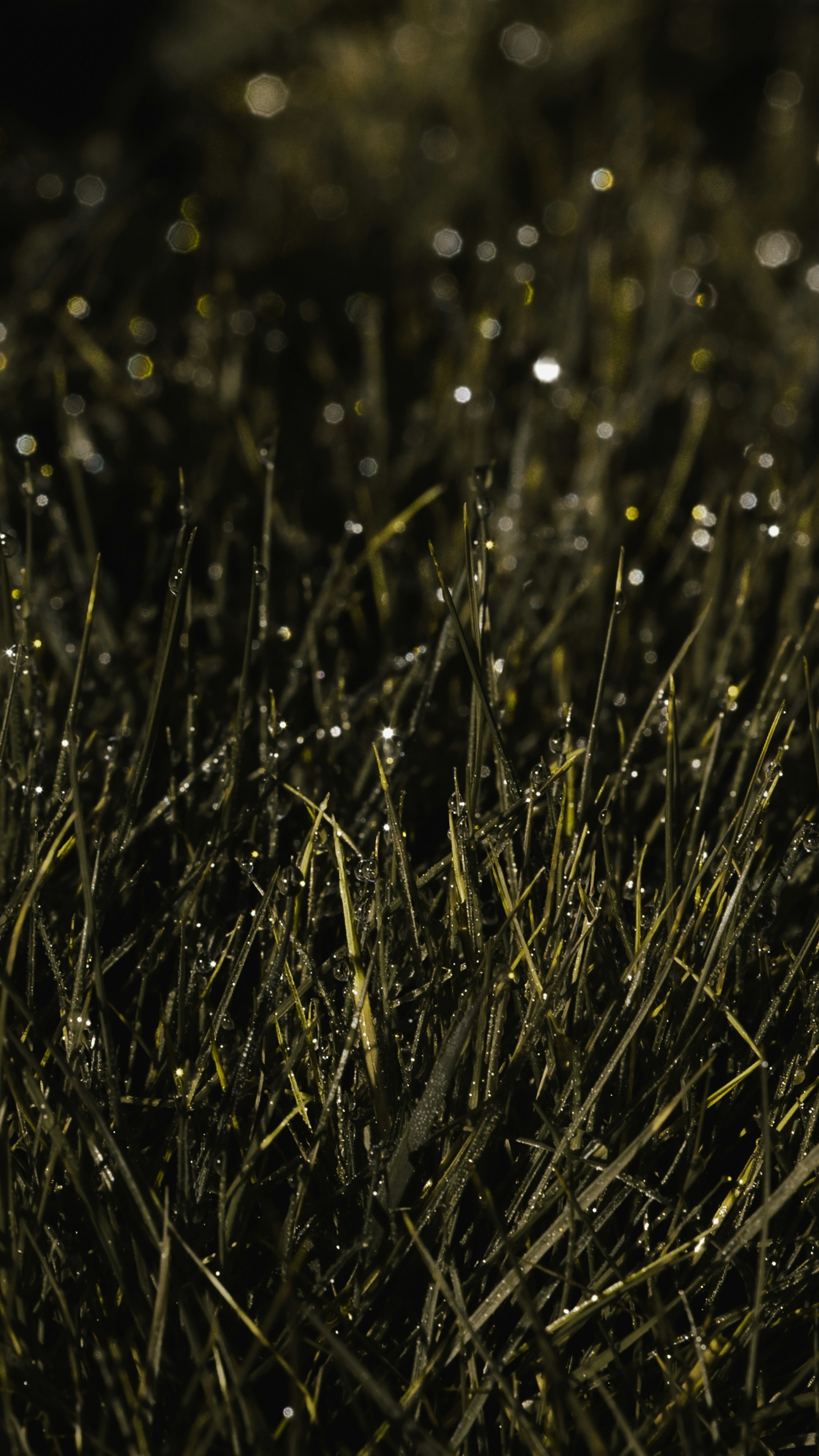 Dewdrops on Dark Grass