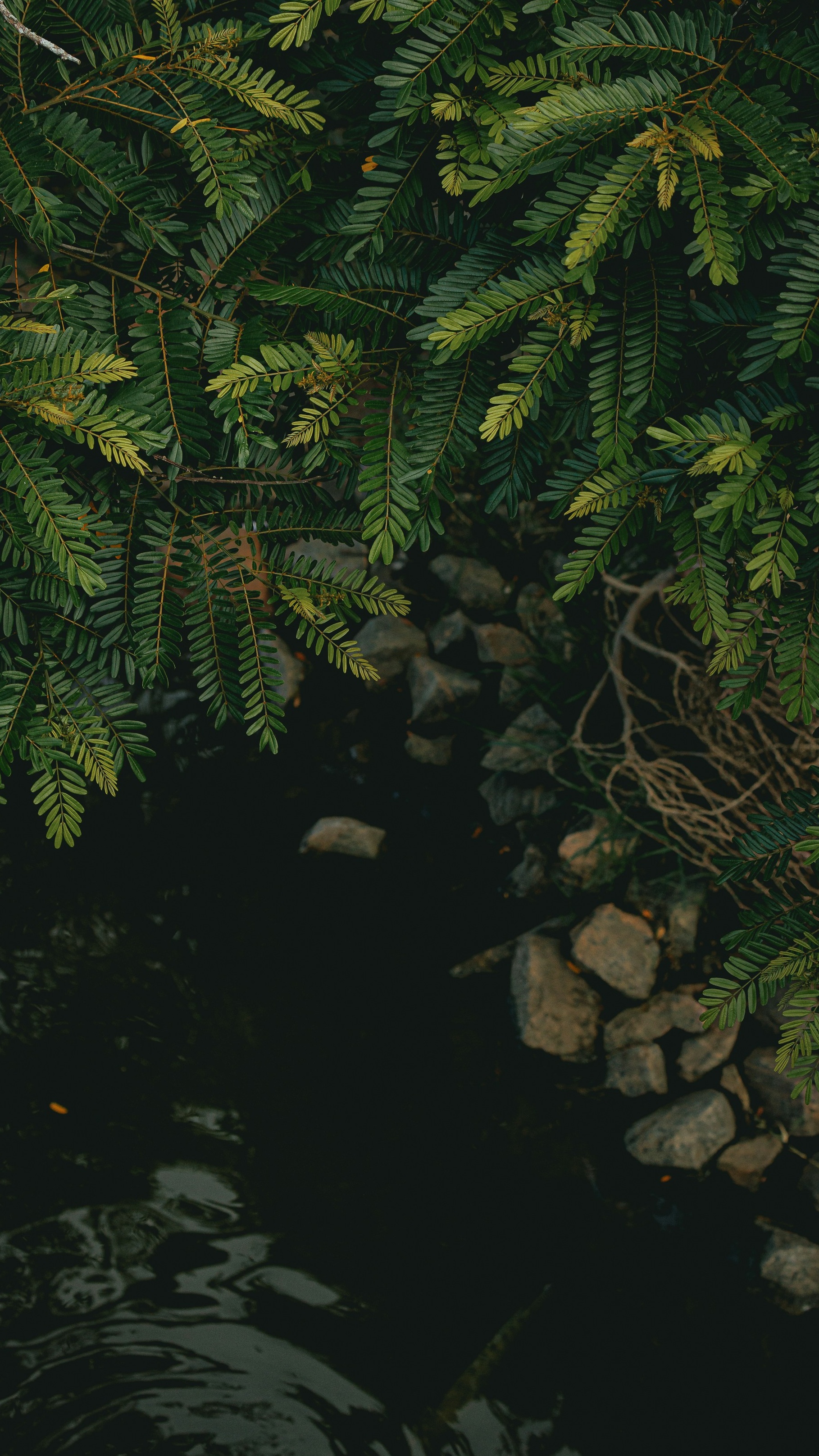 Wallpapers