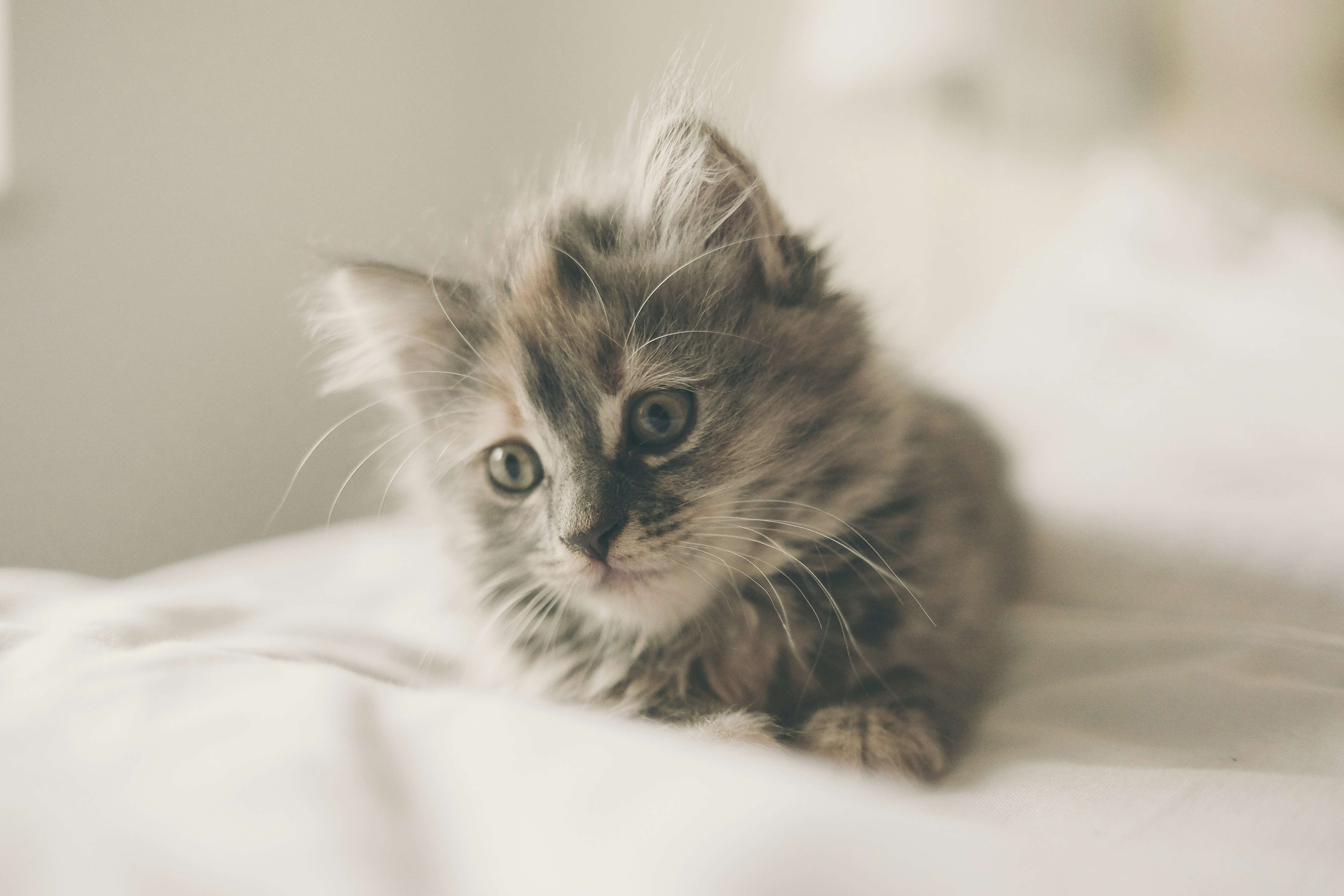 Fluffy Kitten Lying On Bed