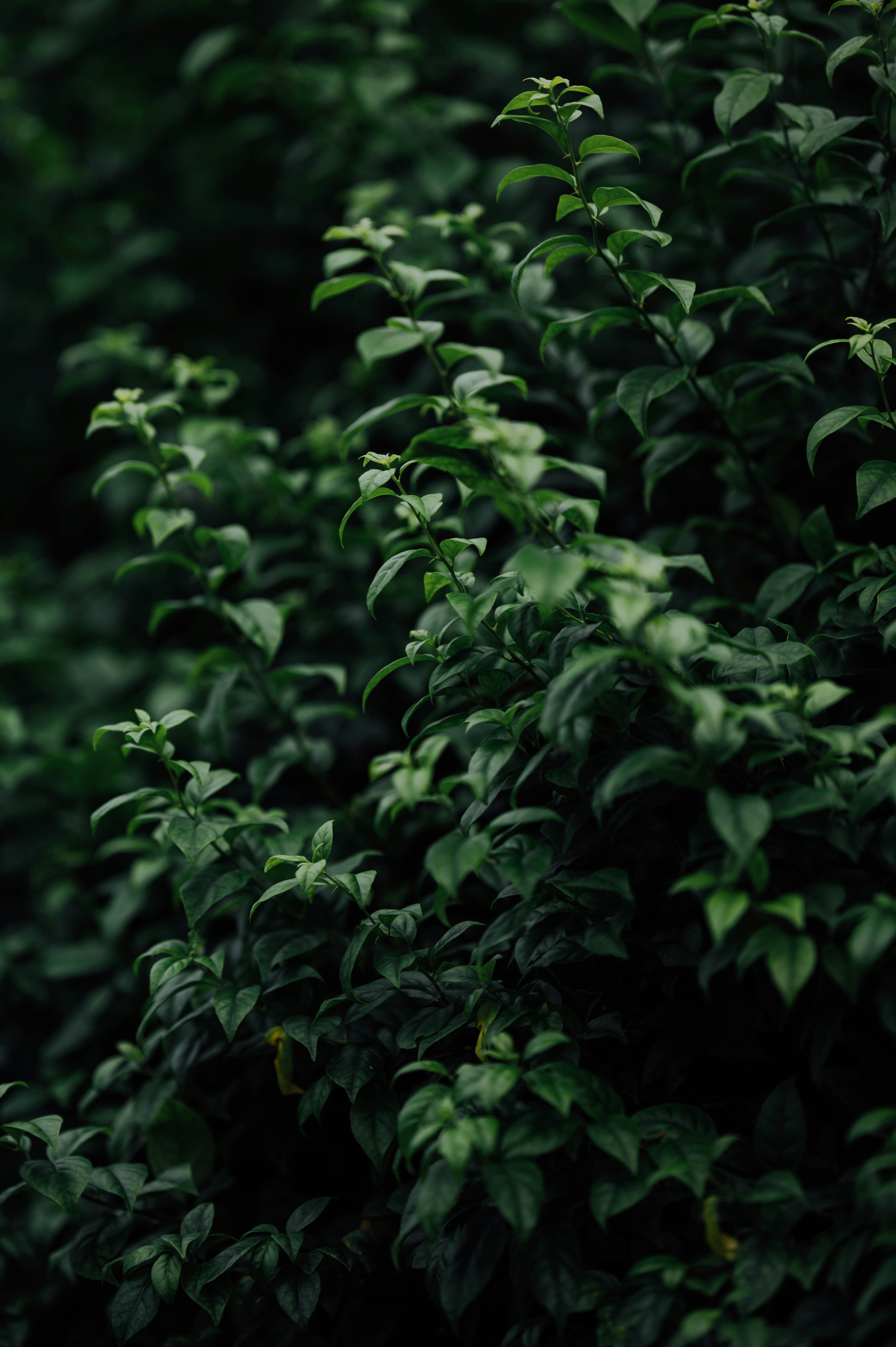 Dense Green Foliage