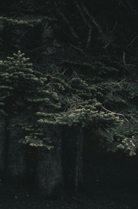 Dark Fir Forest Close-up