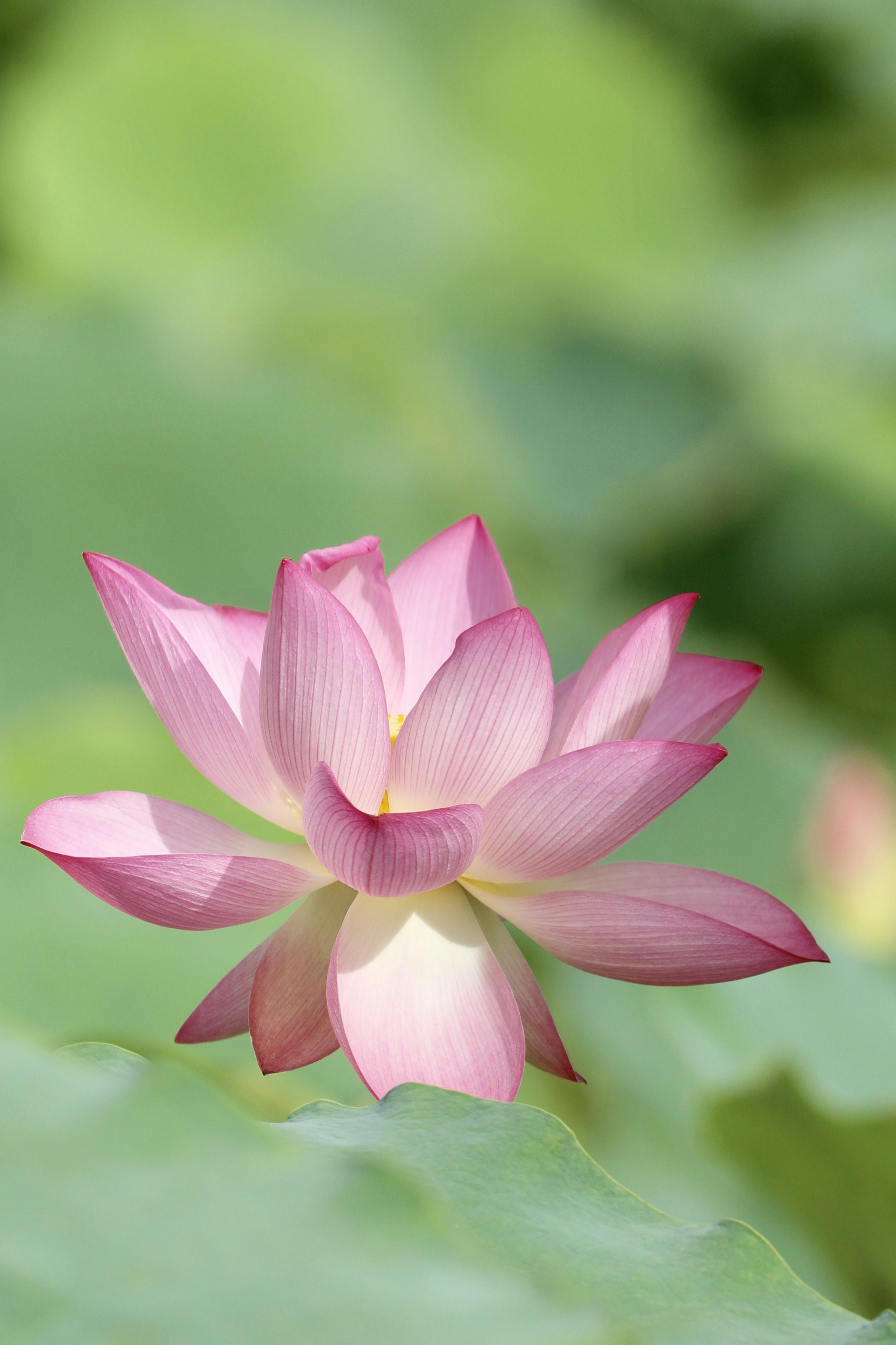 Blooming Pink Lotus