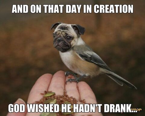 Image 39867 — Pets