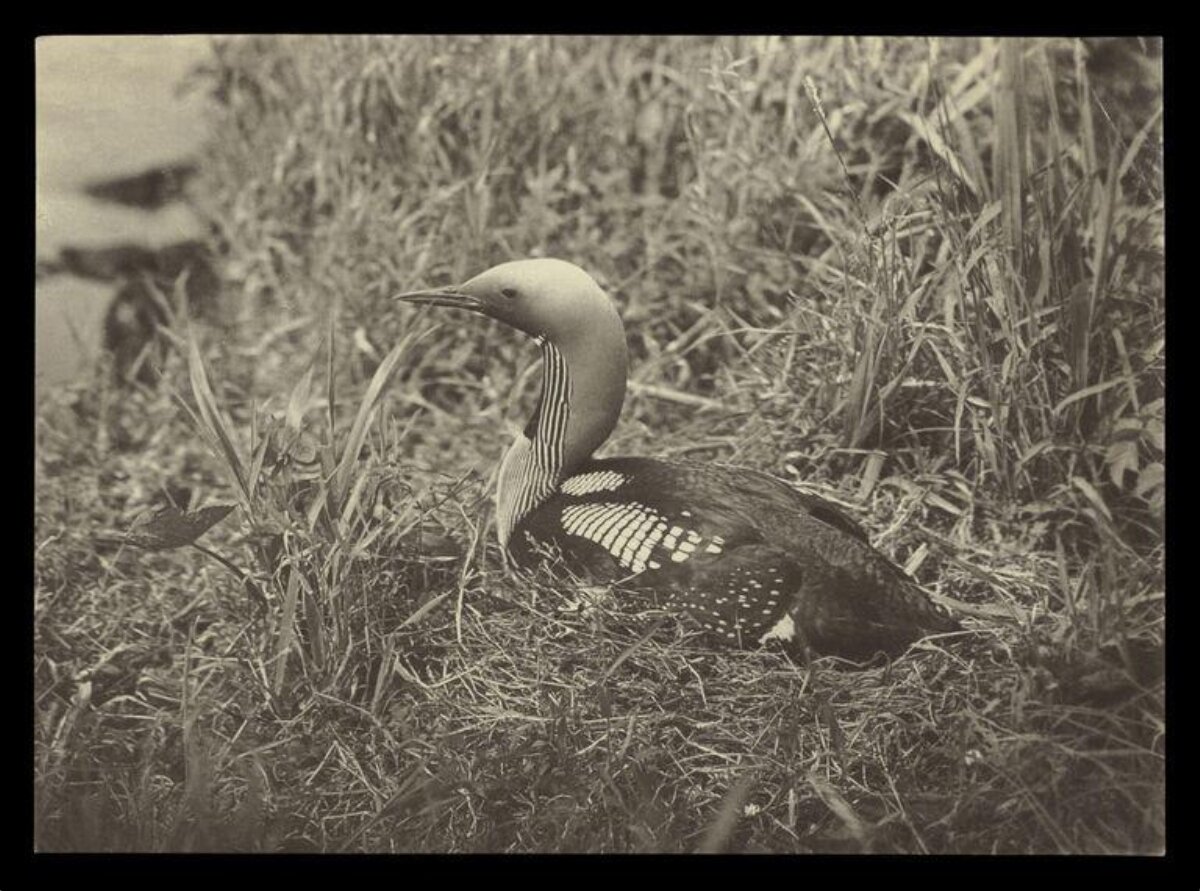 Loon Sitting on Nest in Grass