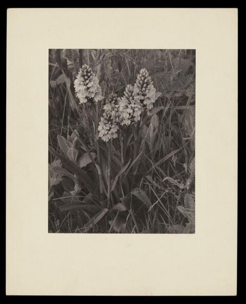Wild Orchids Growing in Grass