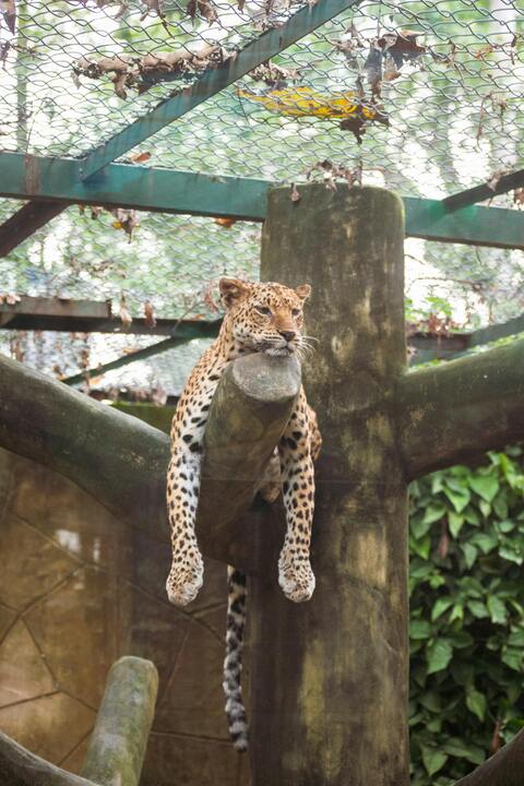 Leopard Resting on a Wooden Beam