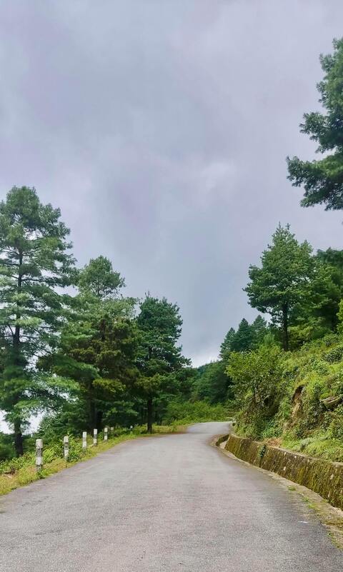 Winding Mountain Road Through Pine Forest