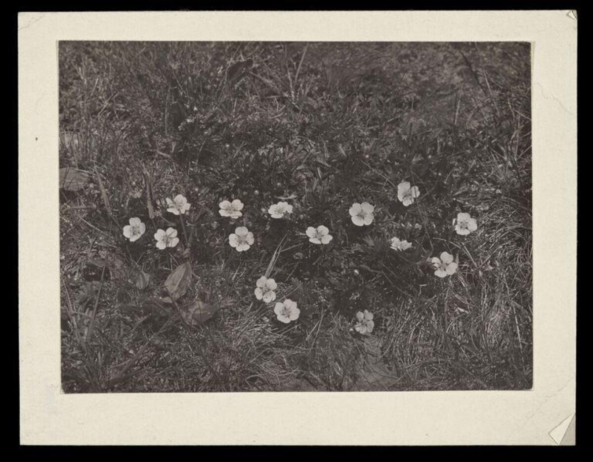 Black and White Wildflowers in Grass