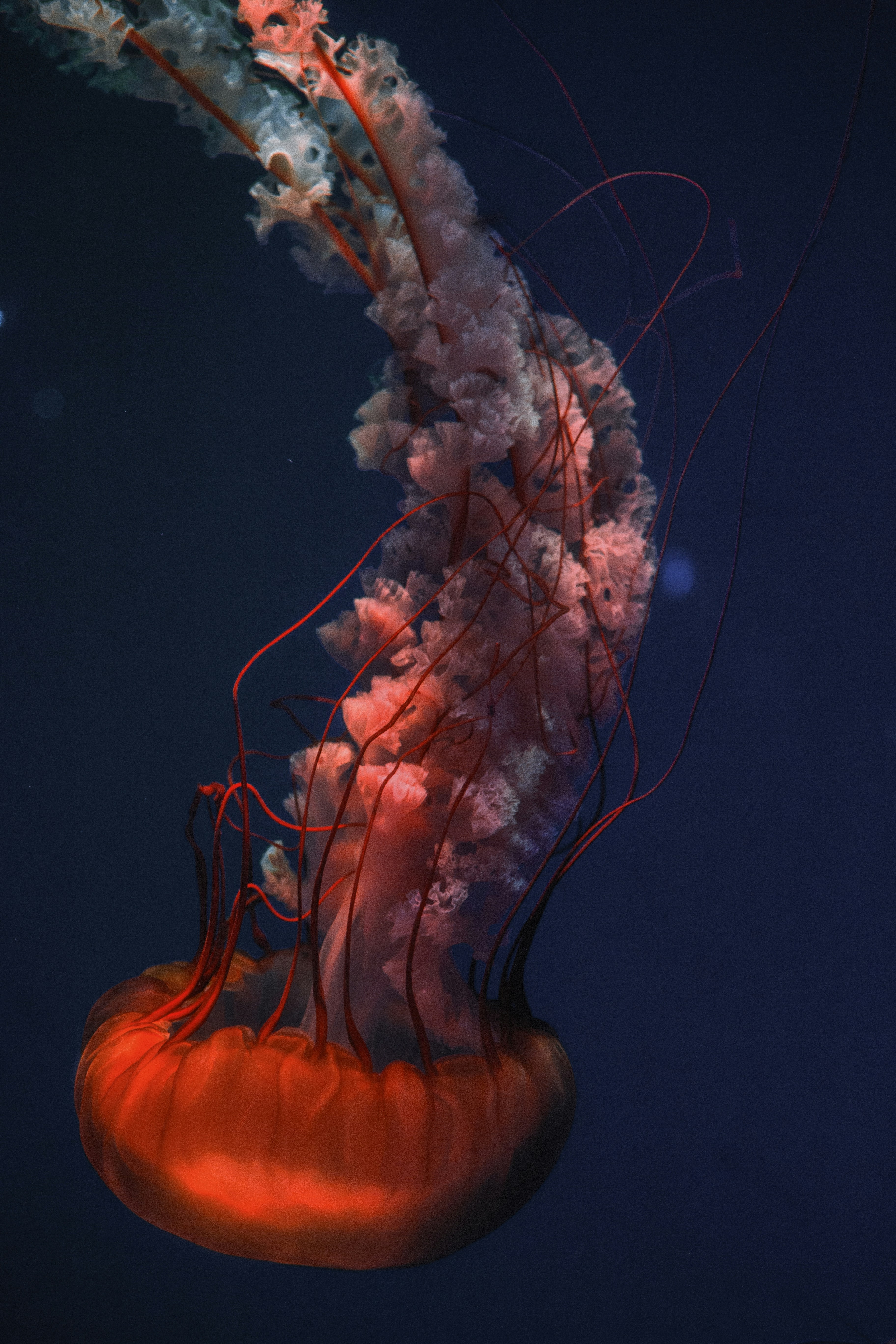 Orange Jellyfish in Deep Blue Water