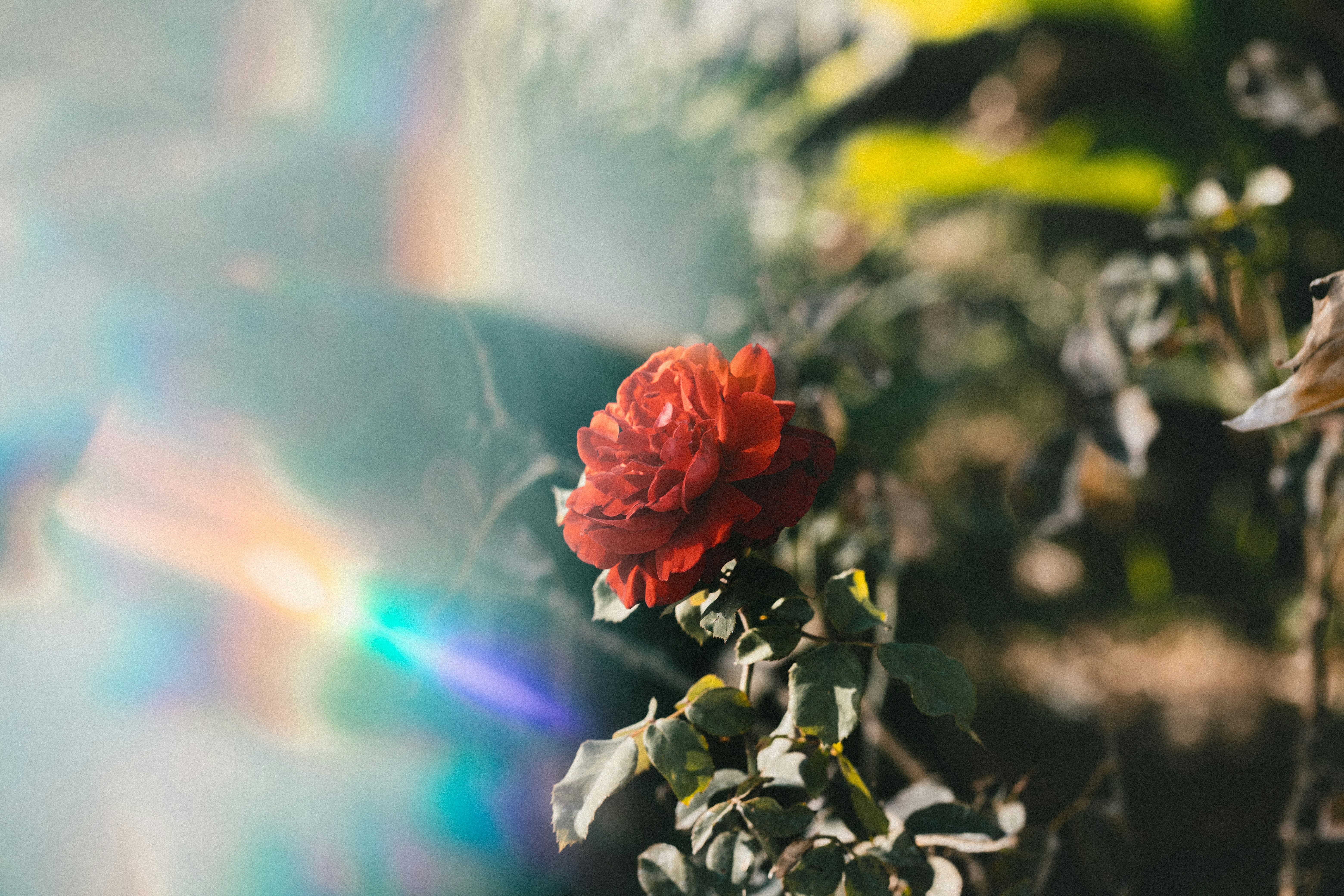 Red Rose in Sunlight