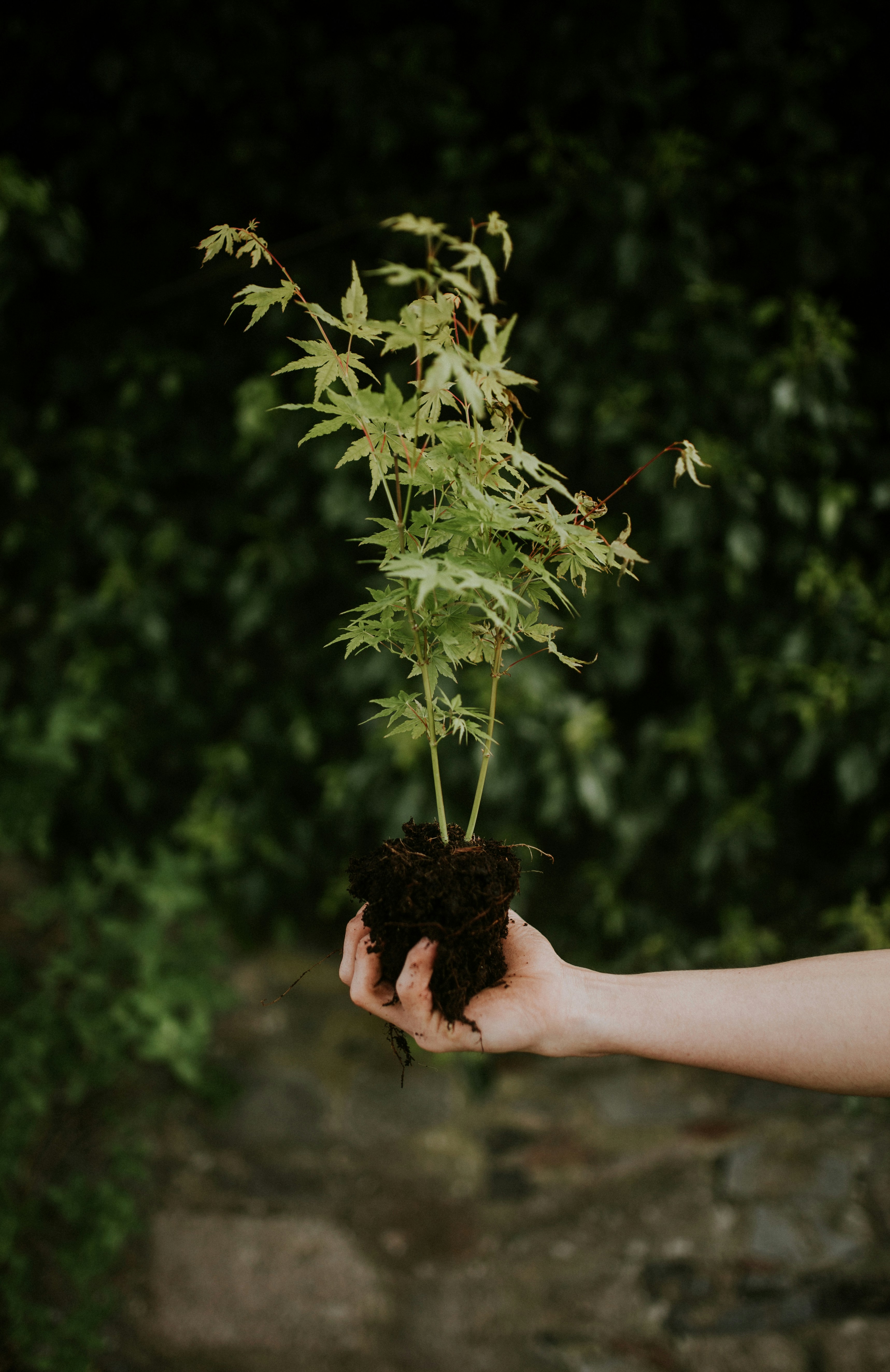 Hand Holding Young Maple Sapling