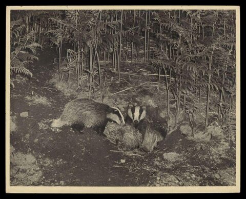 Two Badgers in Forest Undergrowth