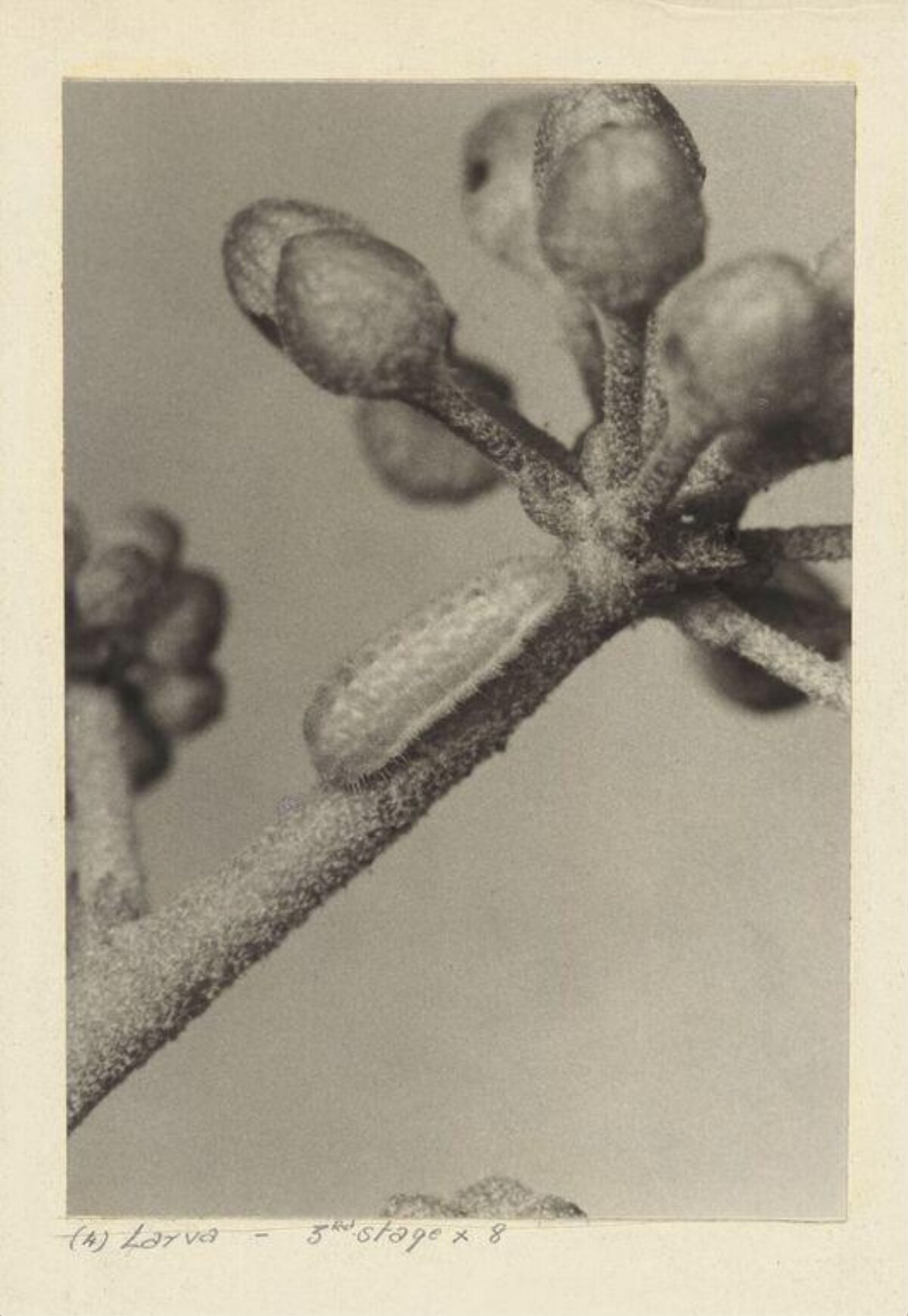 Magnified Third Stage Larva