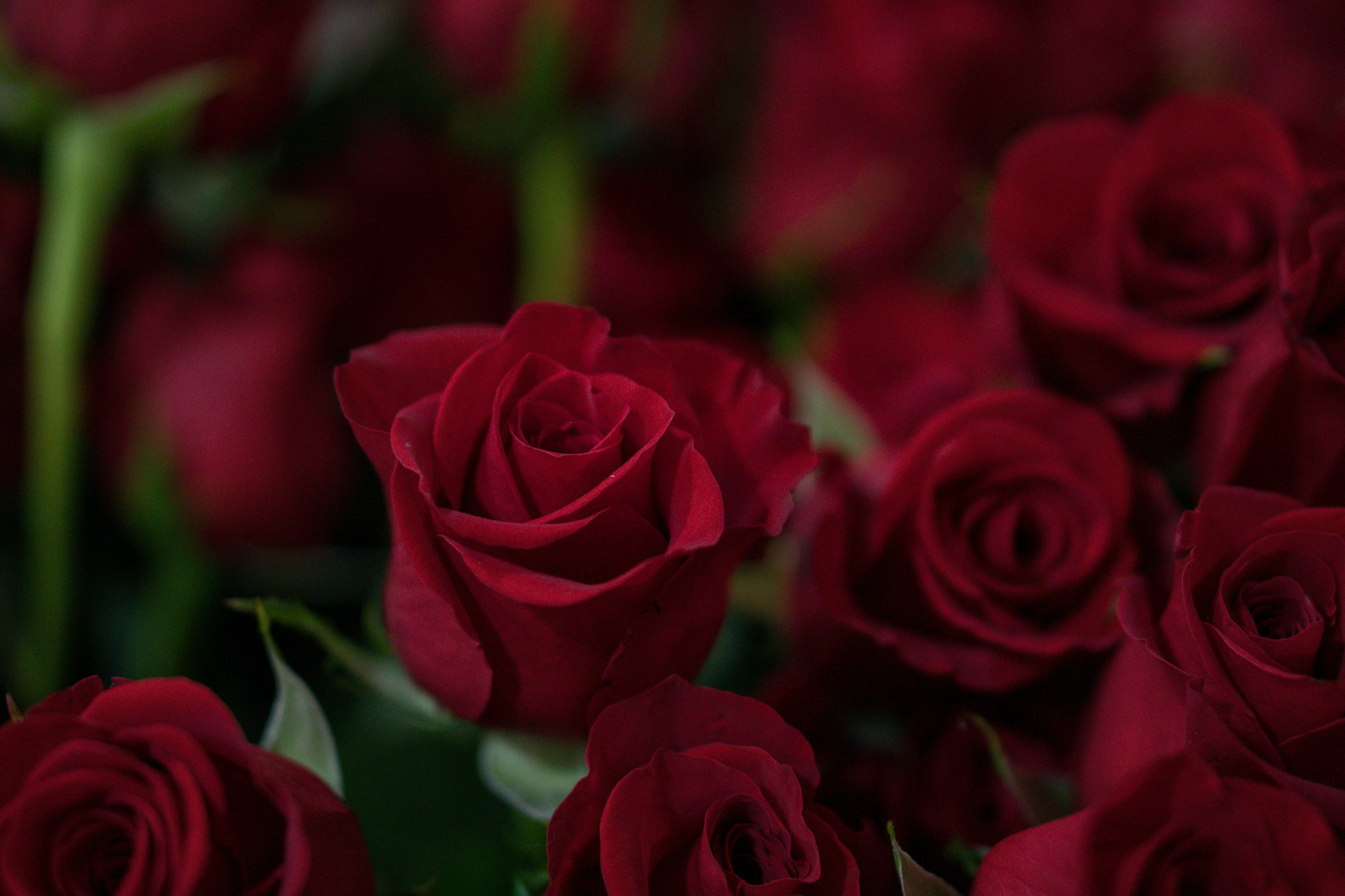 Bouquet of Red Roses