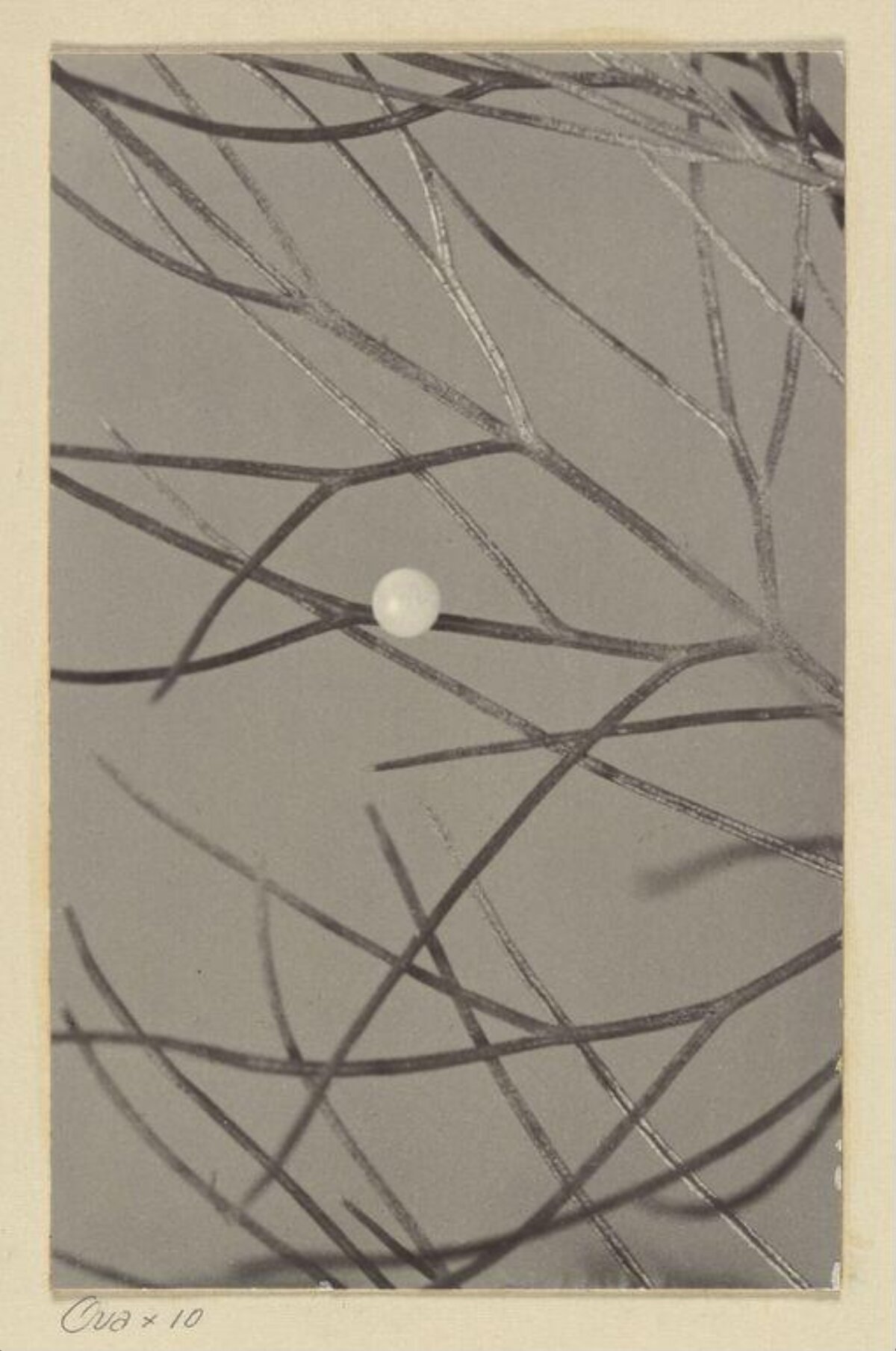 10x Magnified Micrograph of Interwoven Fibers — Minimal Wallpapers