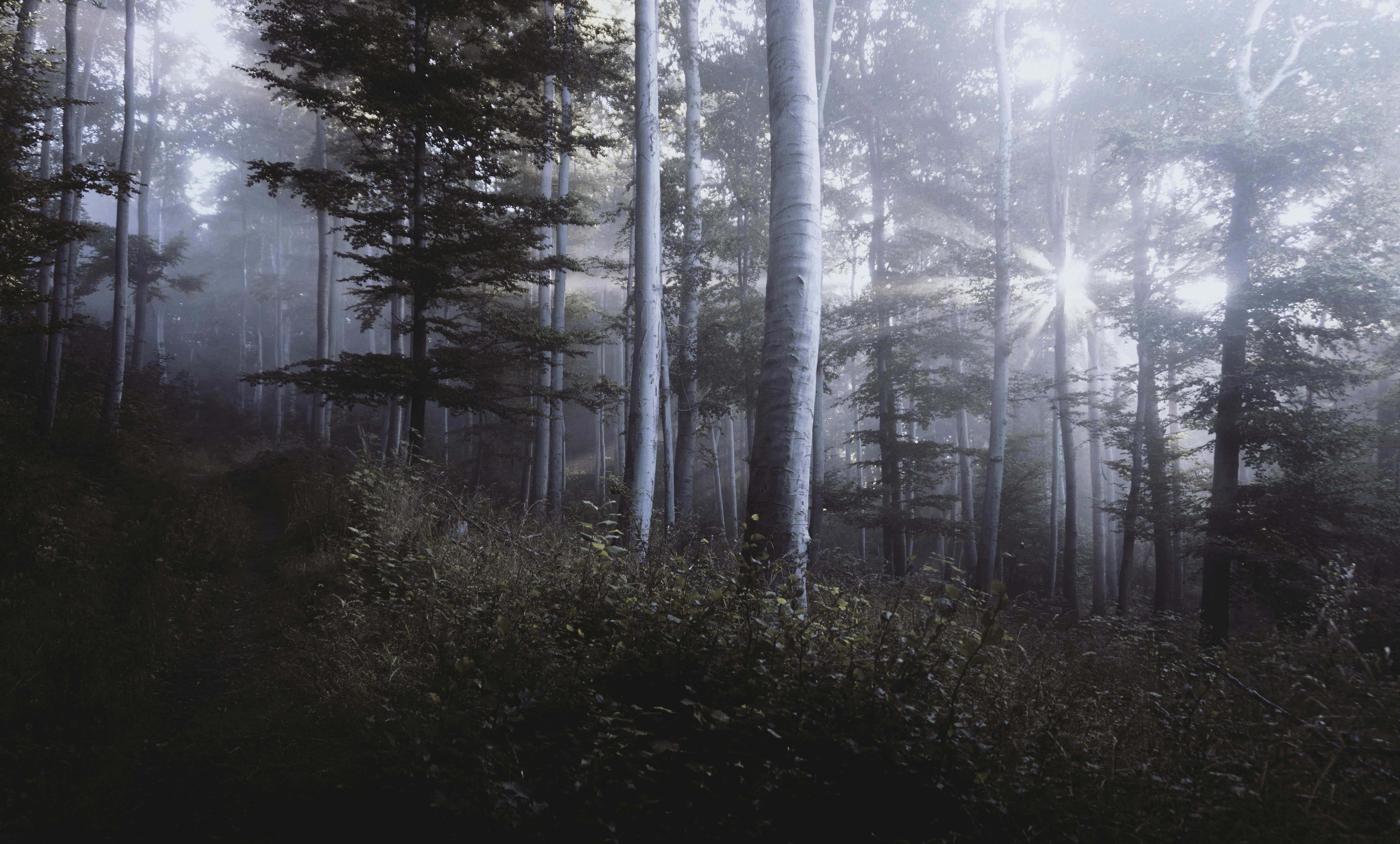Misty Sunlit Forest
