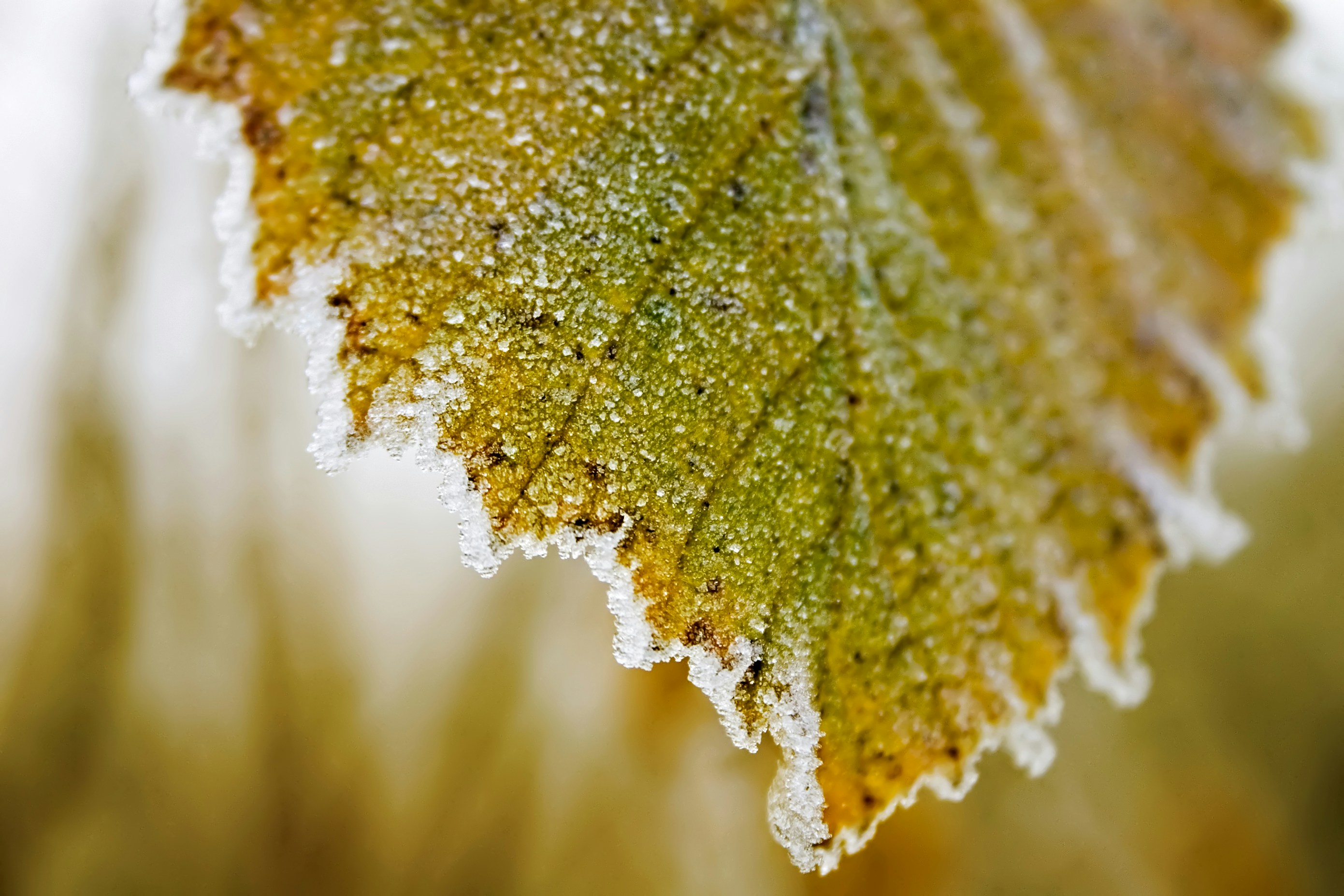 Frosted Autumn Leaf