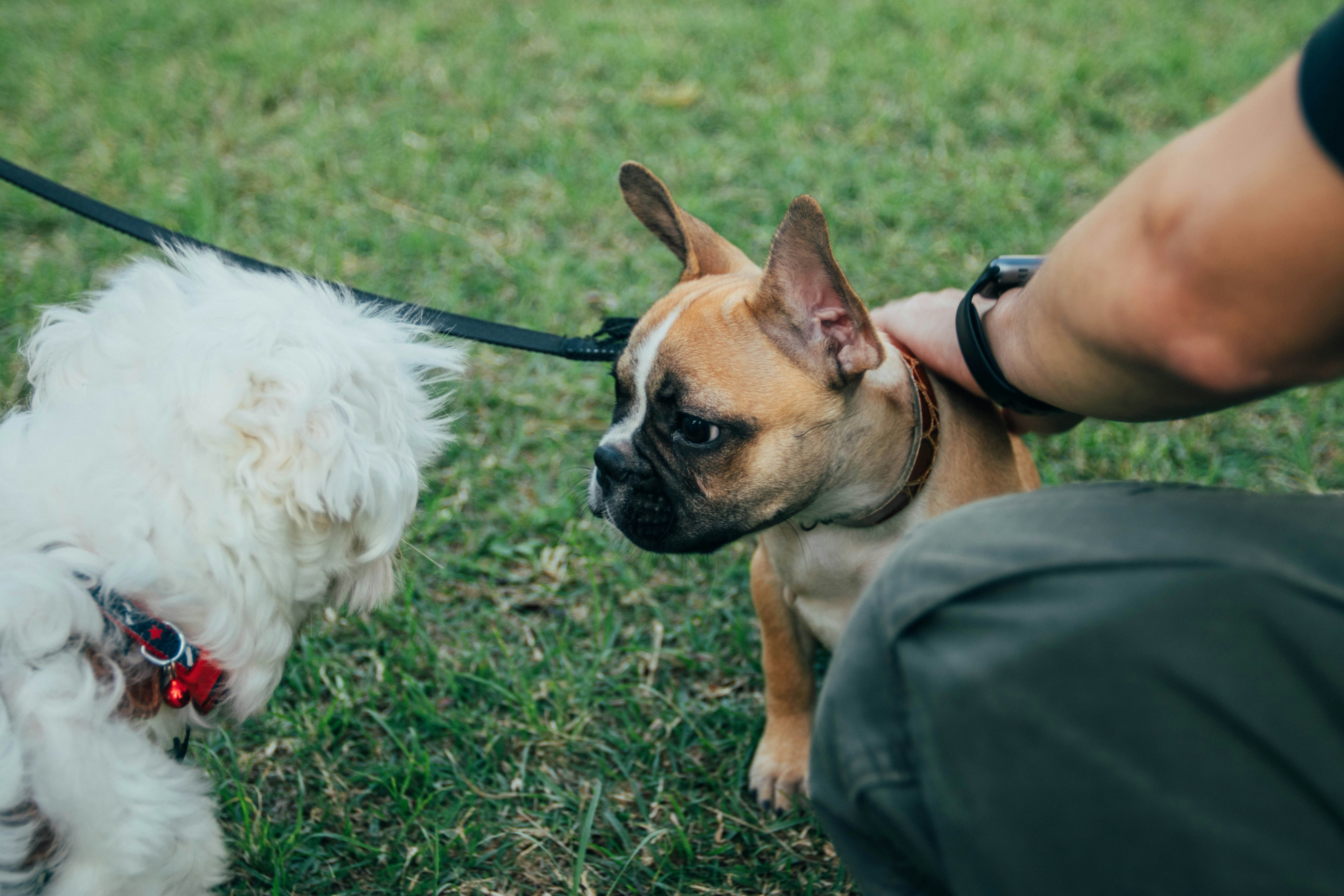 Two Dogs Interacting On Grass