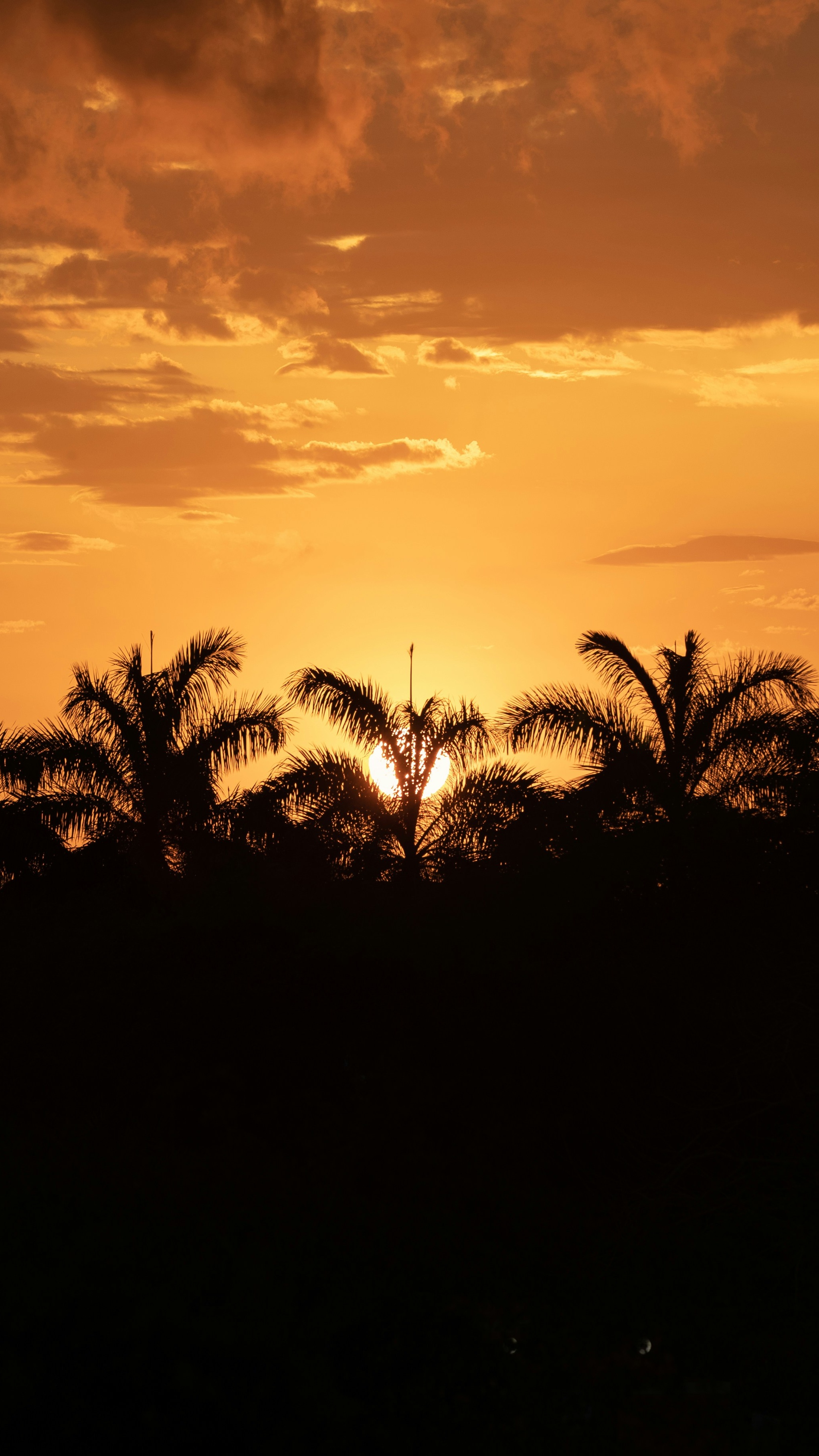Tropical Sunset Over Palm Trees