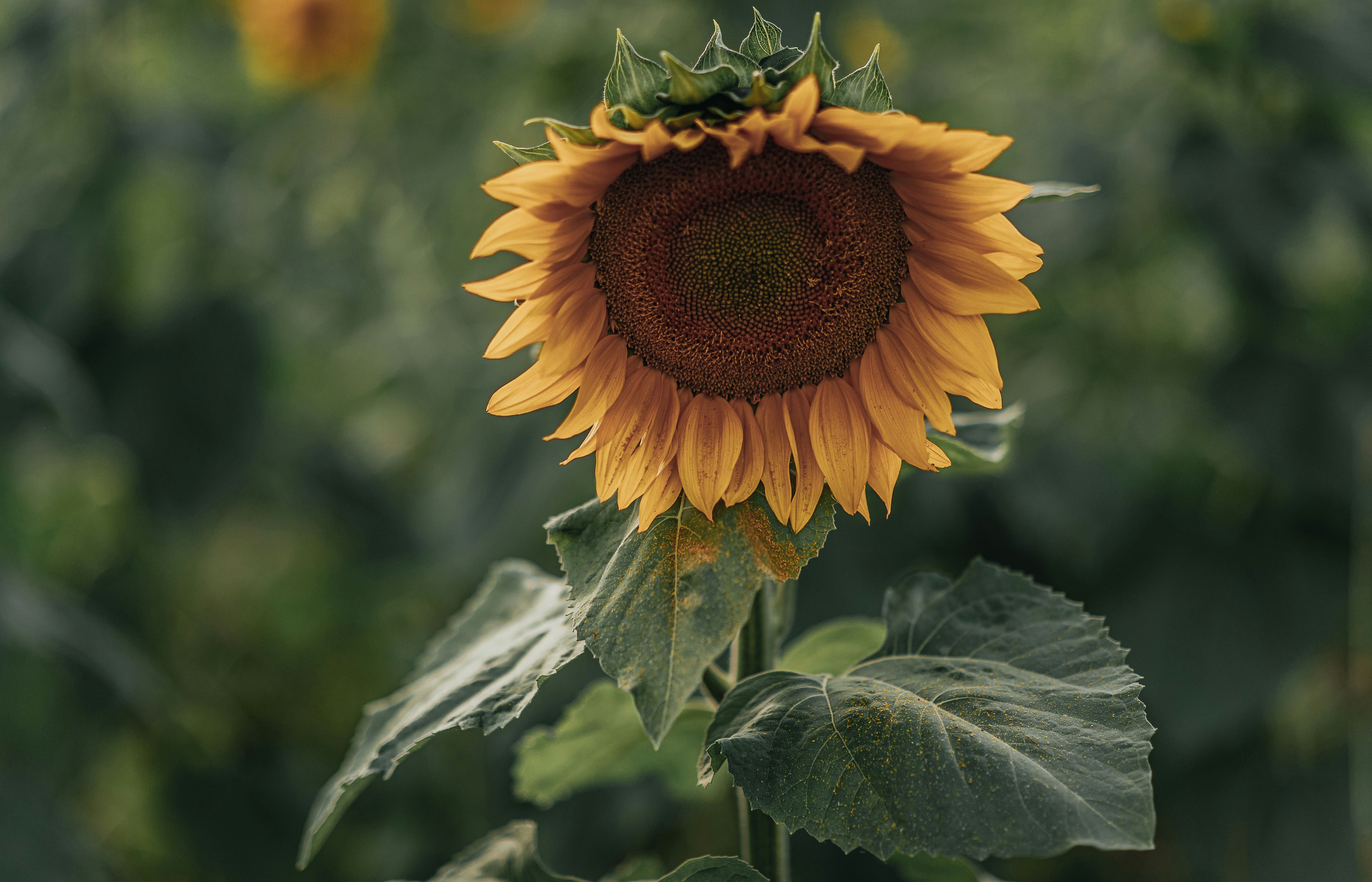 Sunflower Close-up in Field