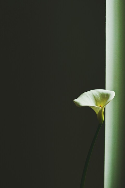 Single White Calla Lily