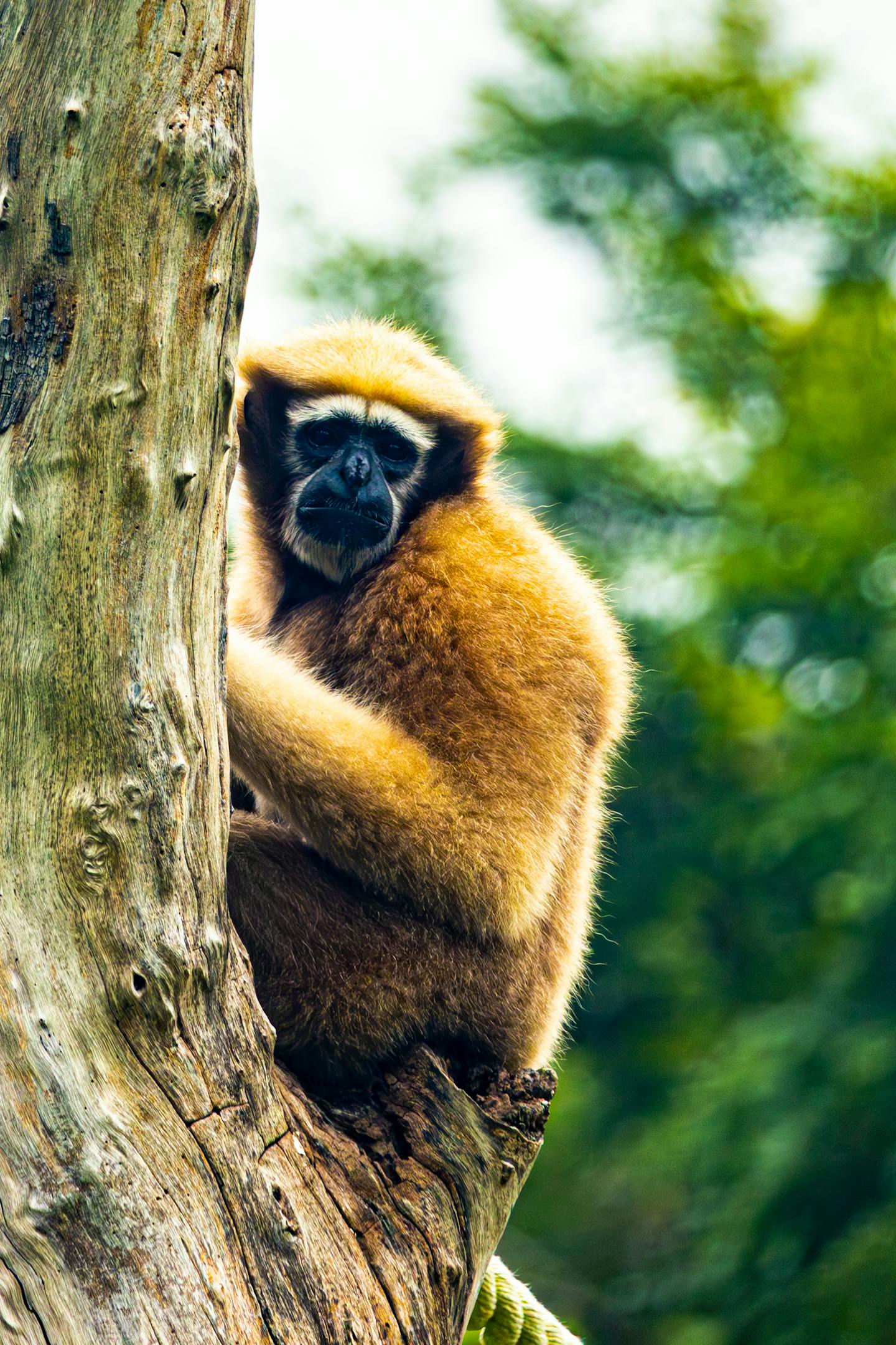 Gibbon Resting on Tree Trunk