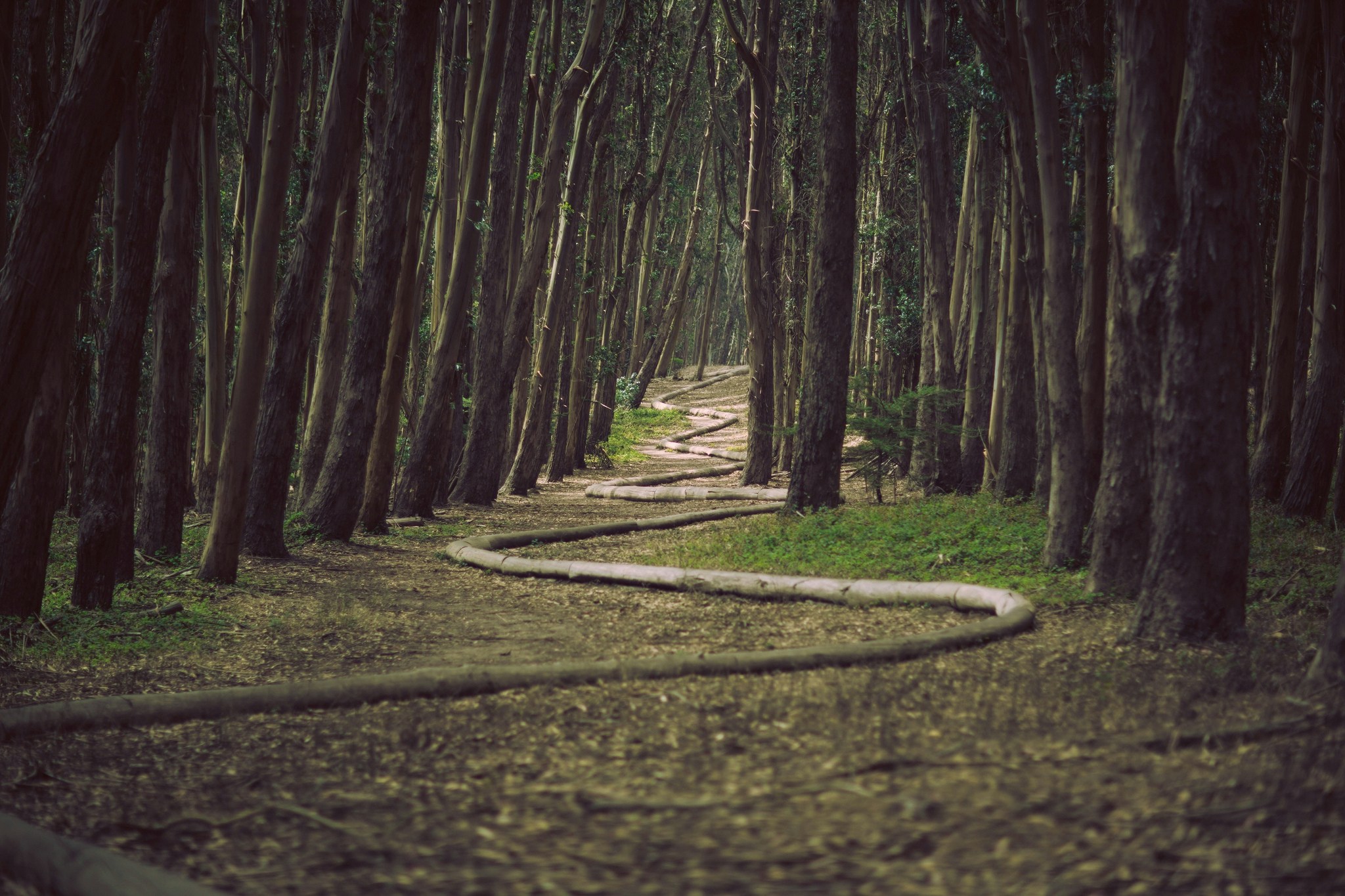 Winding Path Through Dense Forest