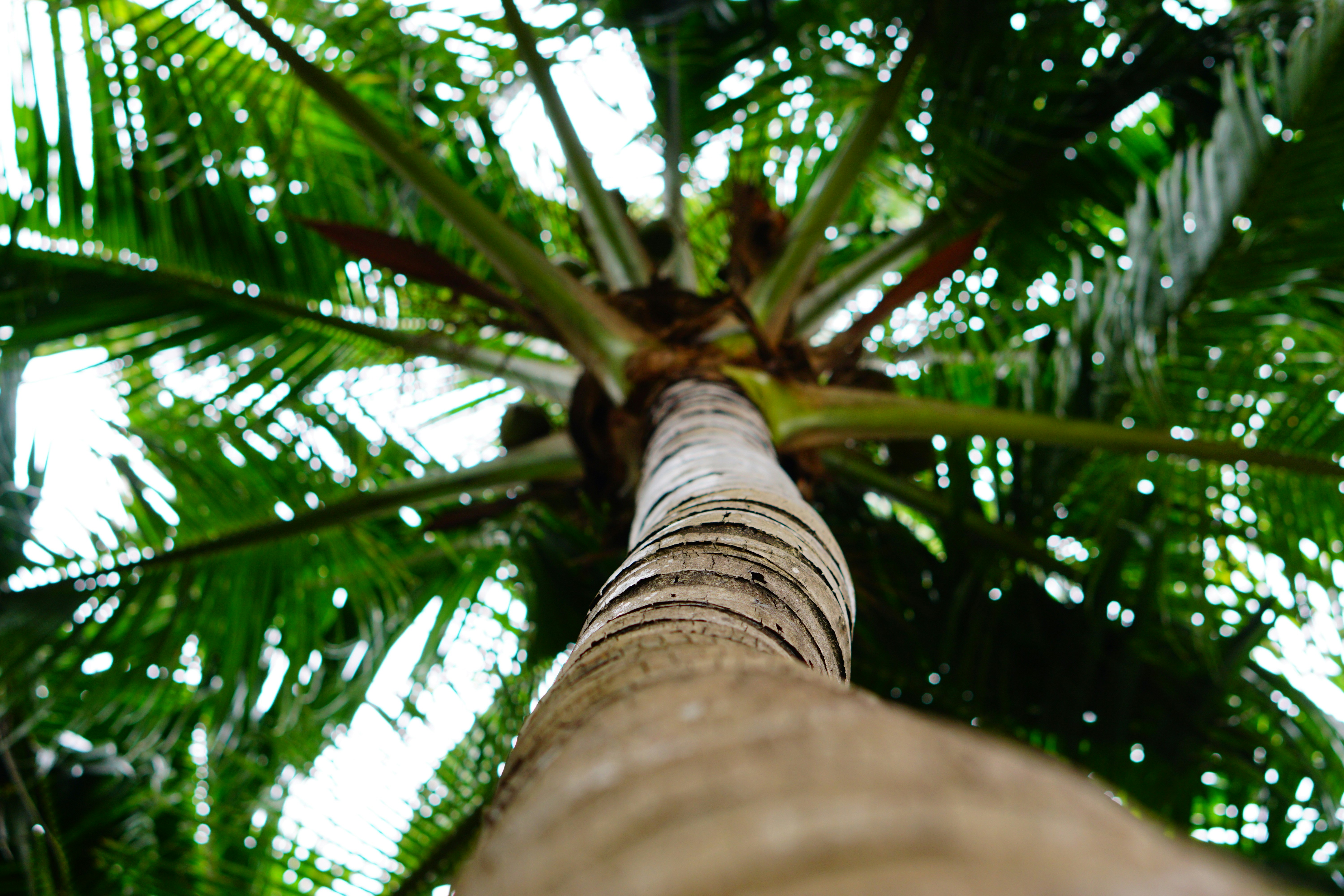 Low Angle View of Coconut Tree