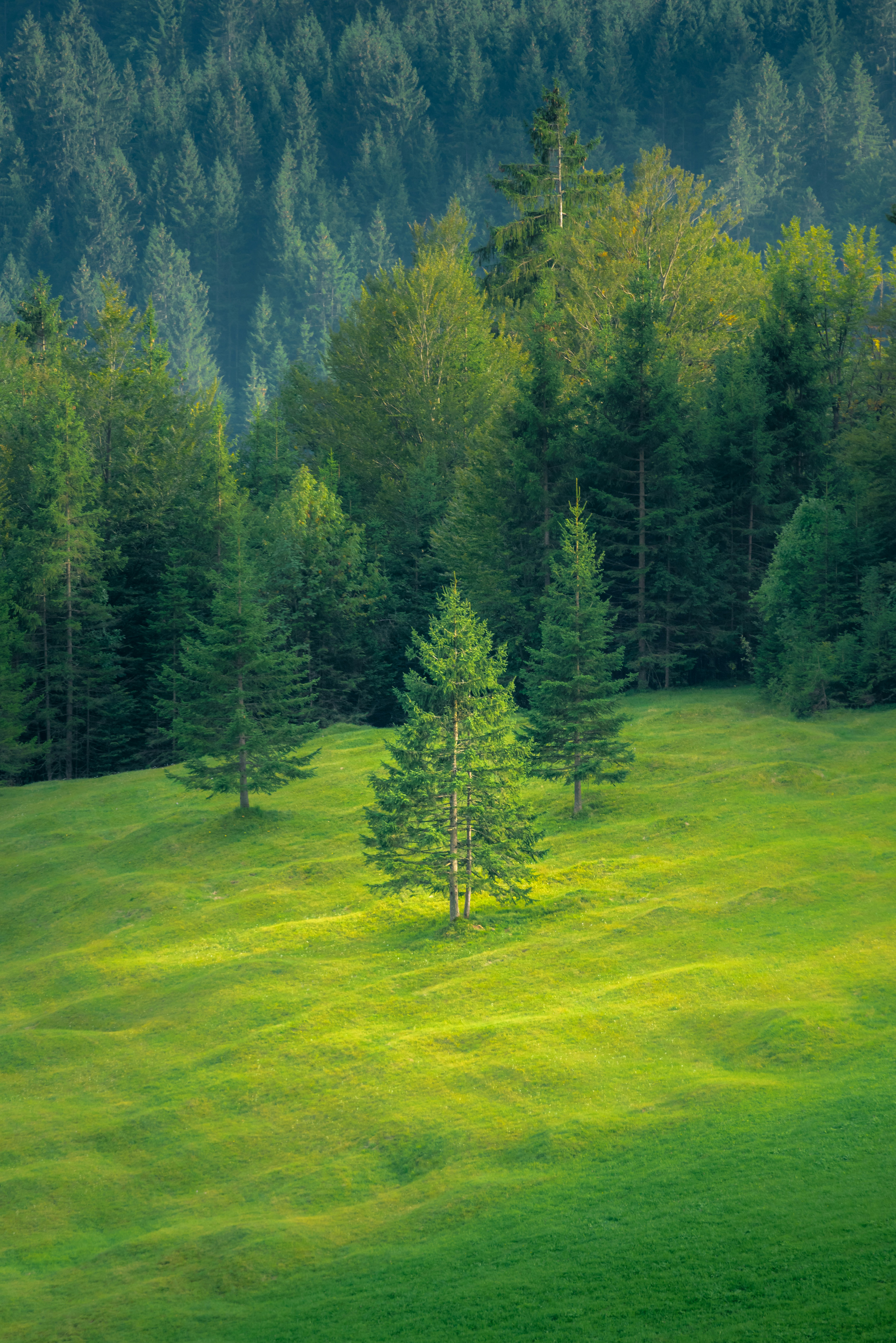 Sunlit Hillside Meadow and Forest