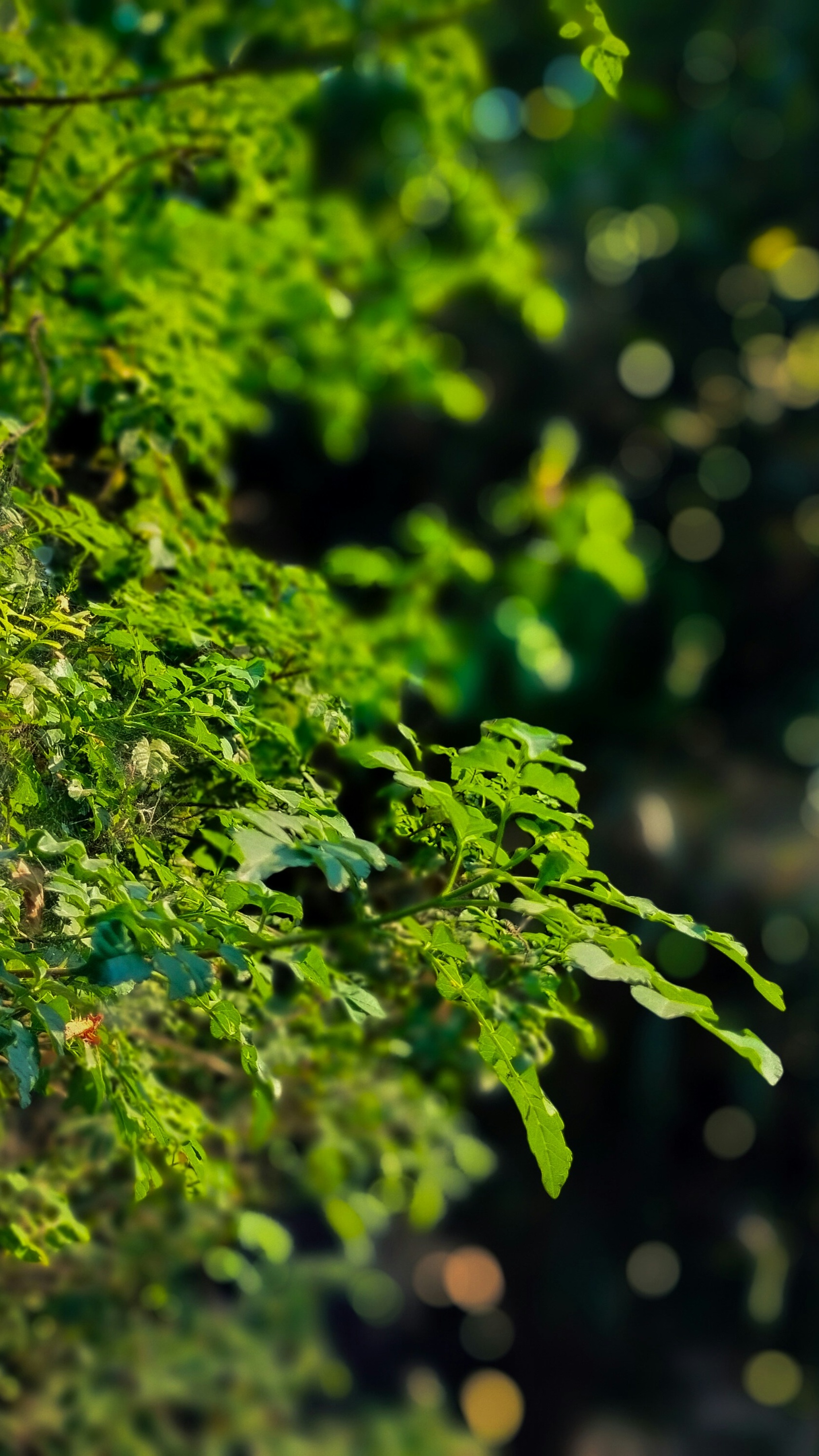 Sunlit Green Foliage