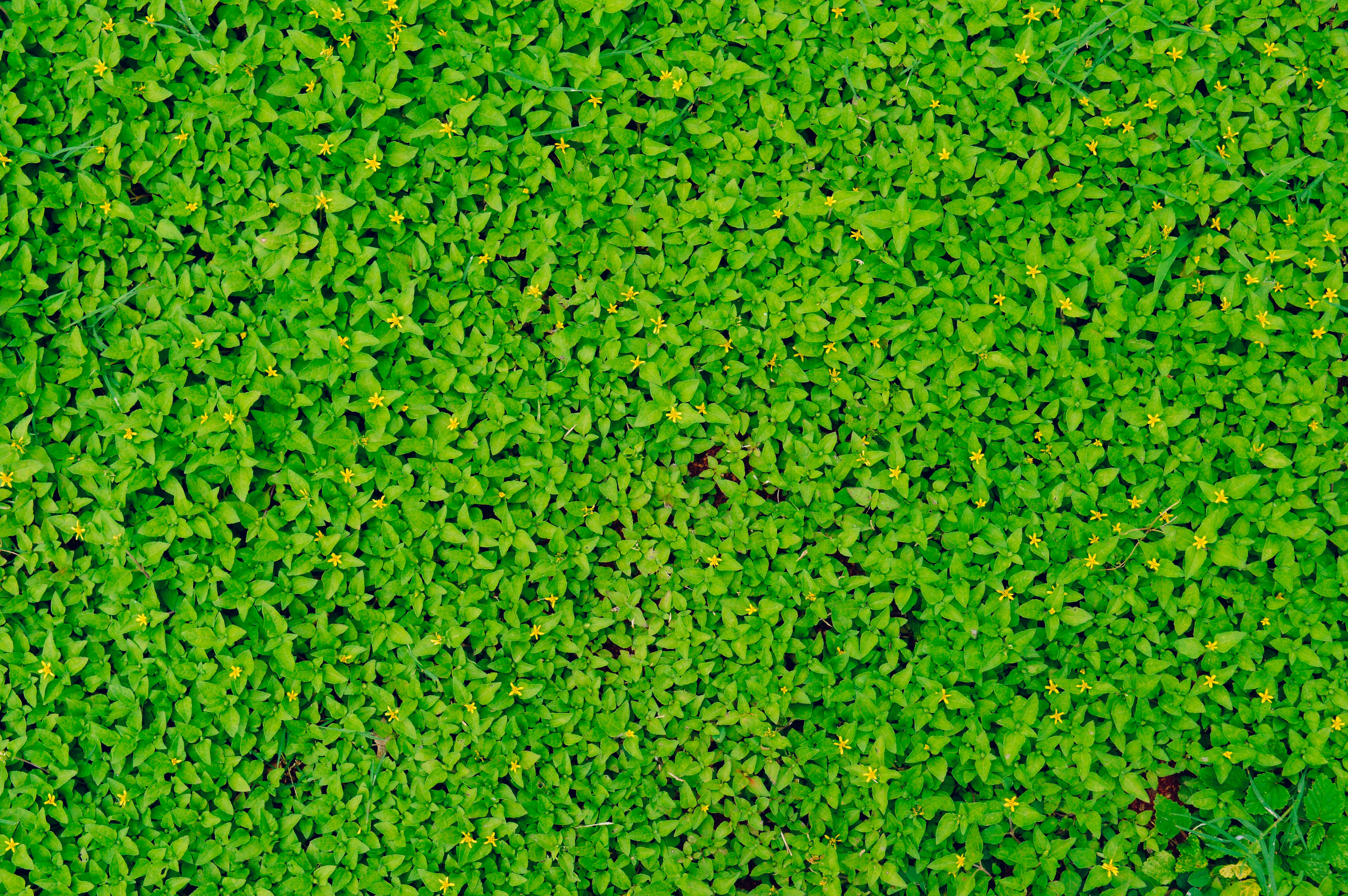 Dense Green Ground Cover With Yellow Flowers — Background Images