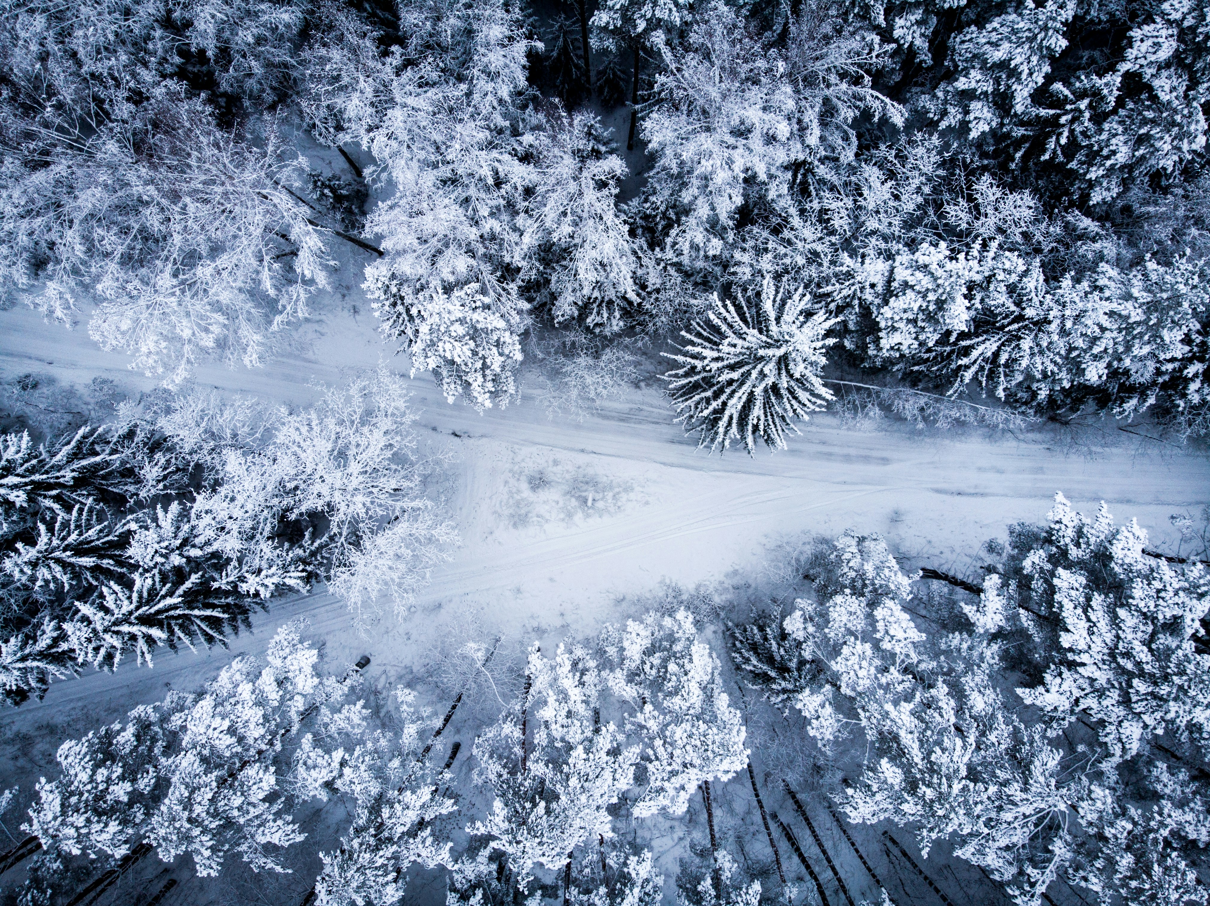 Aerial View of Snow-covered Forest