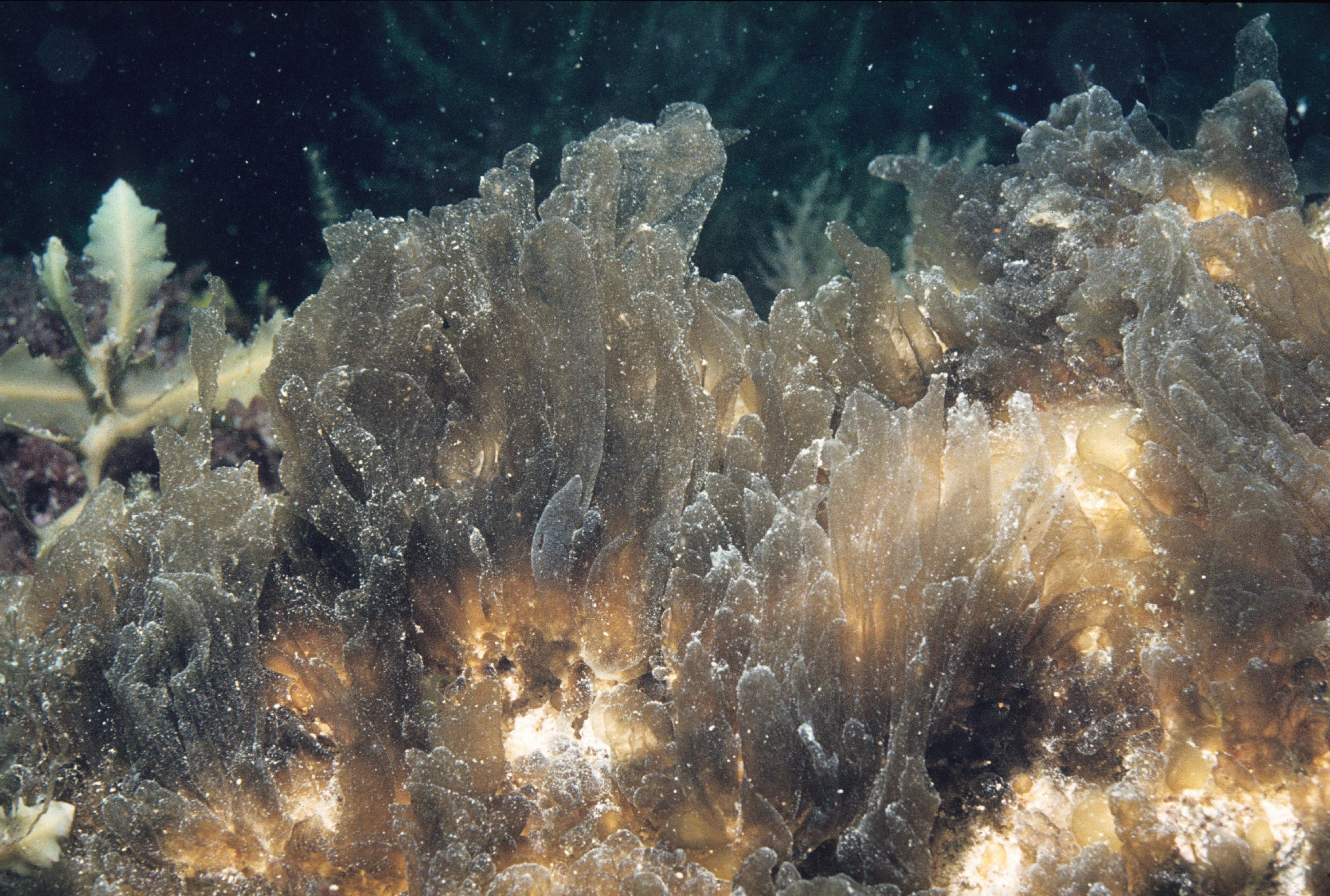 Underwater Brown Seaweed Colony