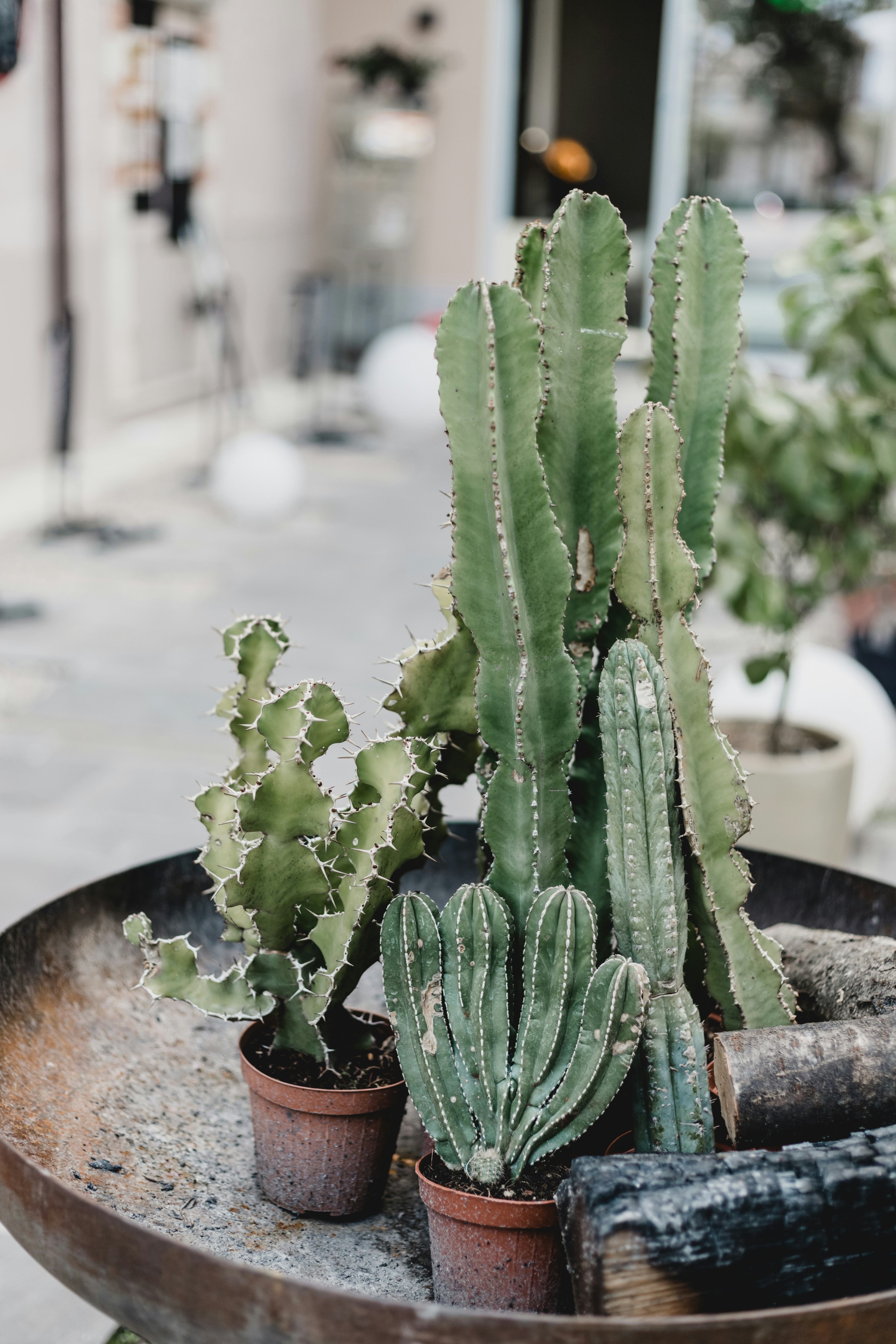 Assorted Potted Cacti