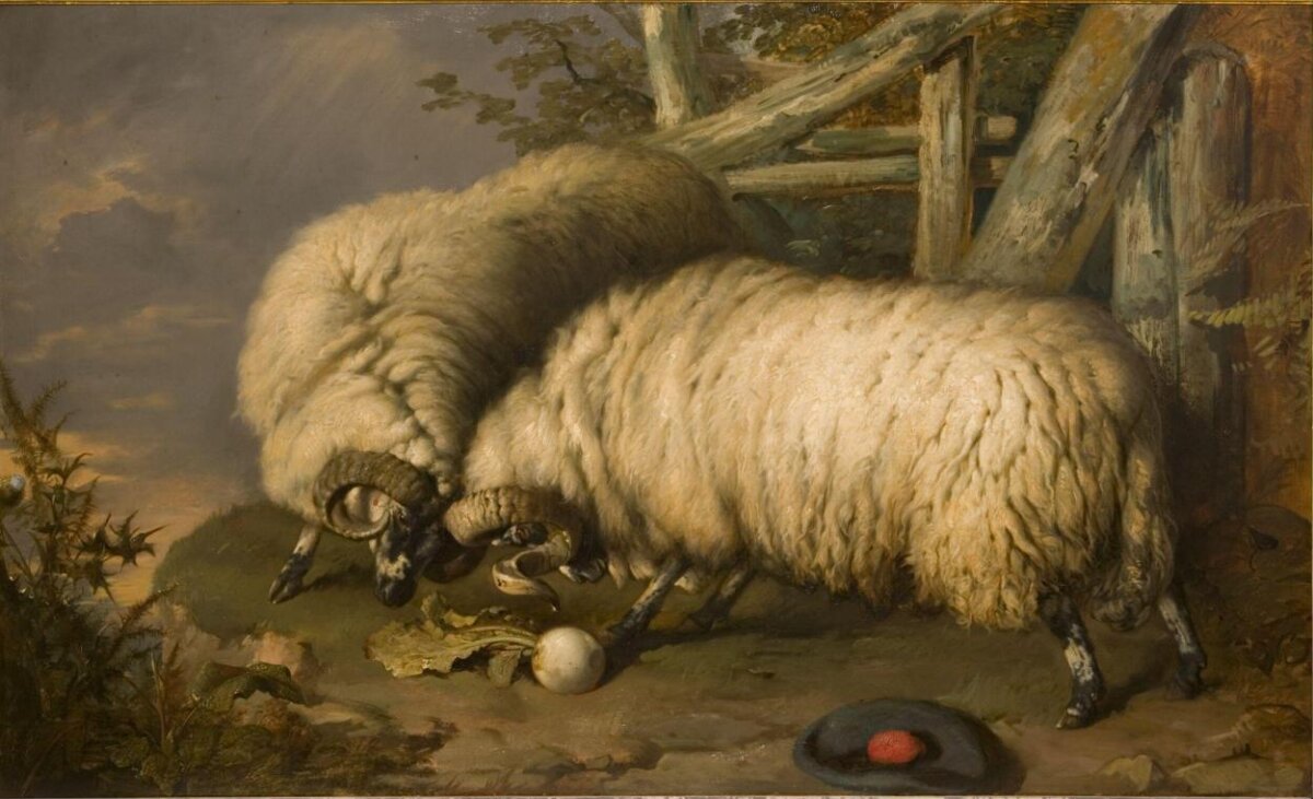 Two Rams Butting Heads
