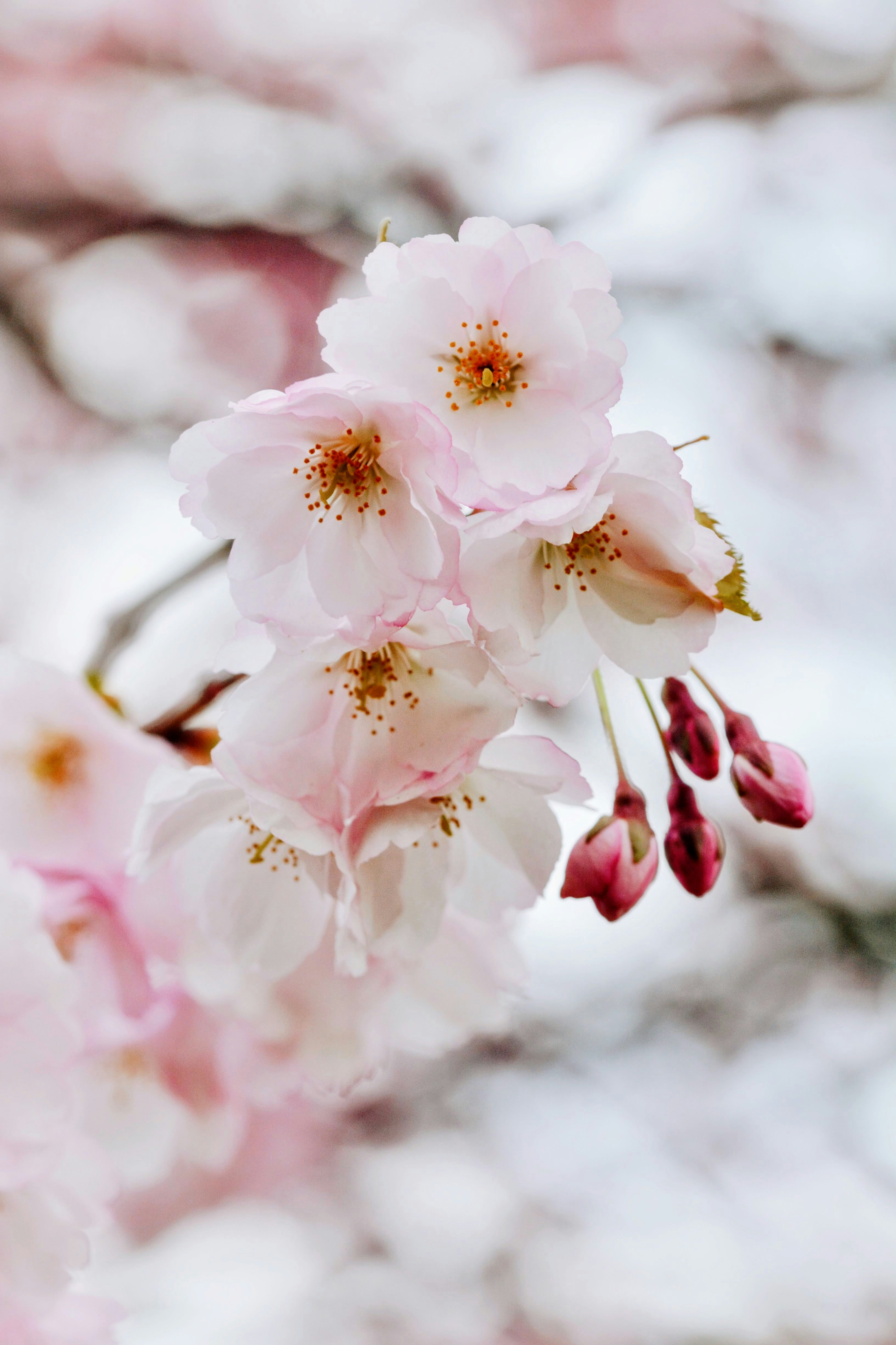 Close-up of Pink Cherry Blossoms