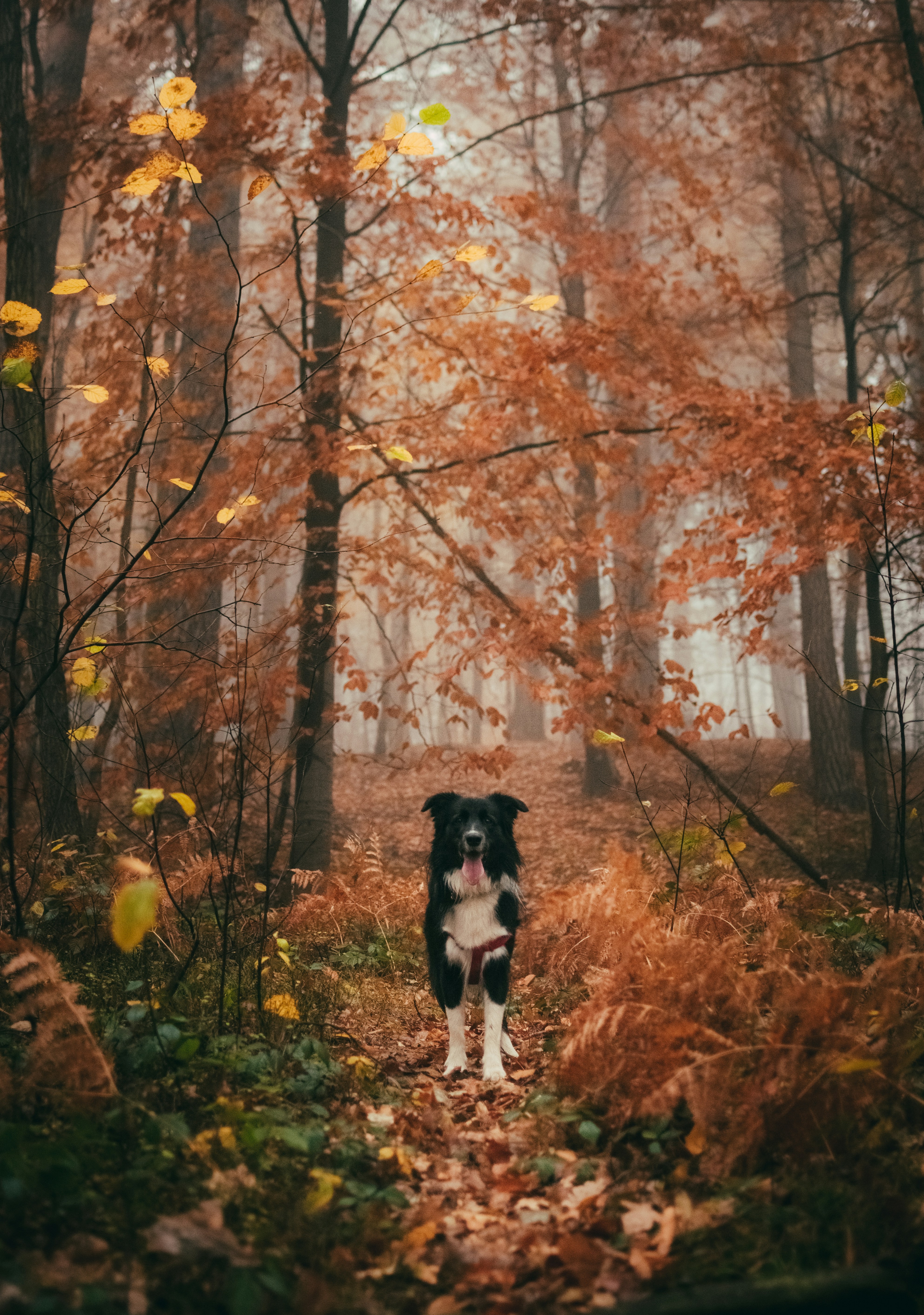 Black and White Dog in Autumn Forest