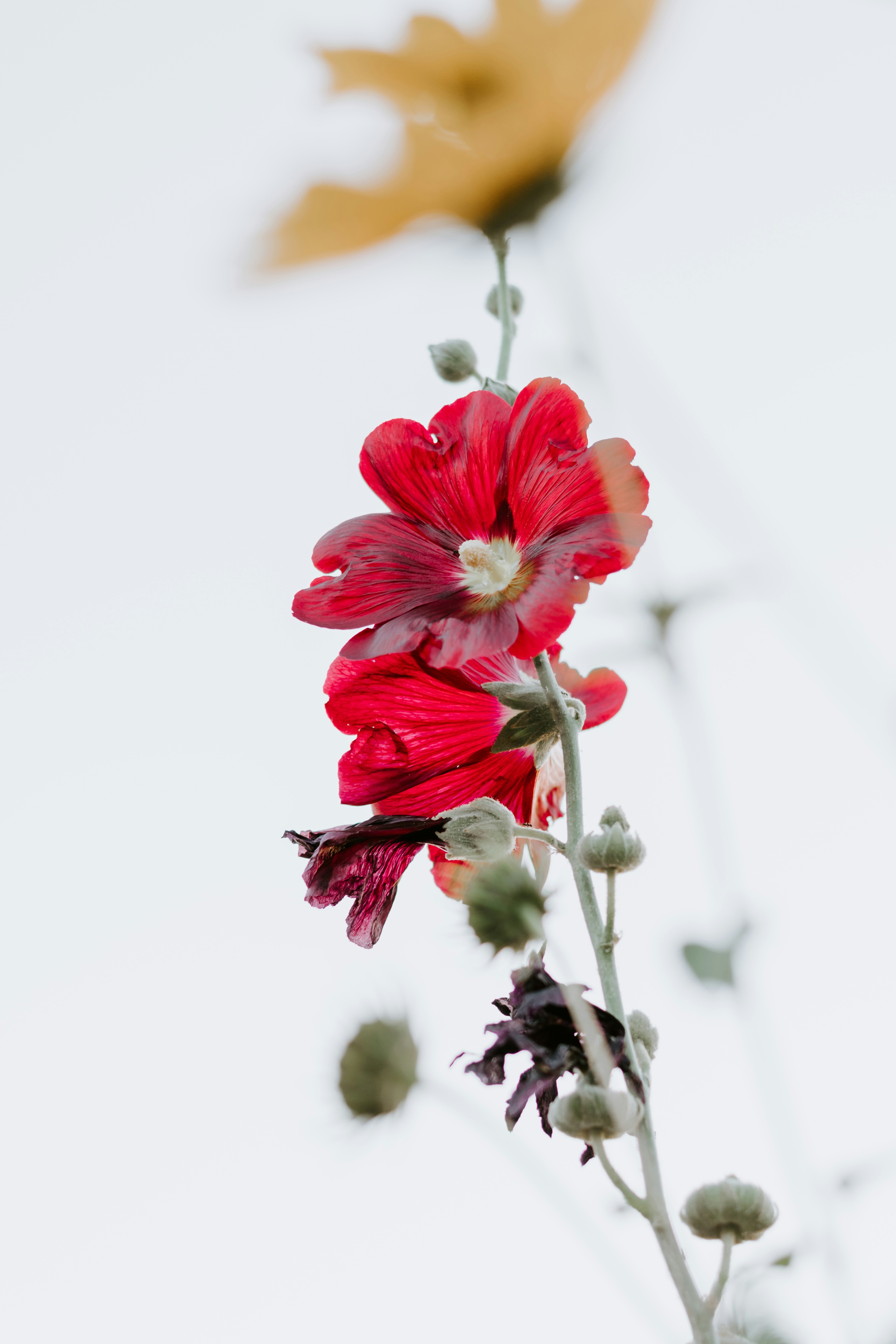 Red Hollyhock Flower Close-up