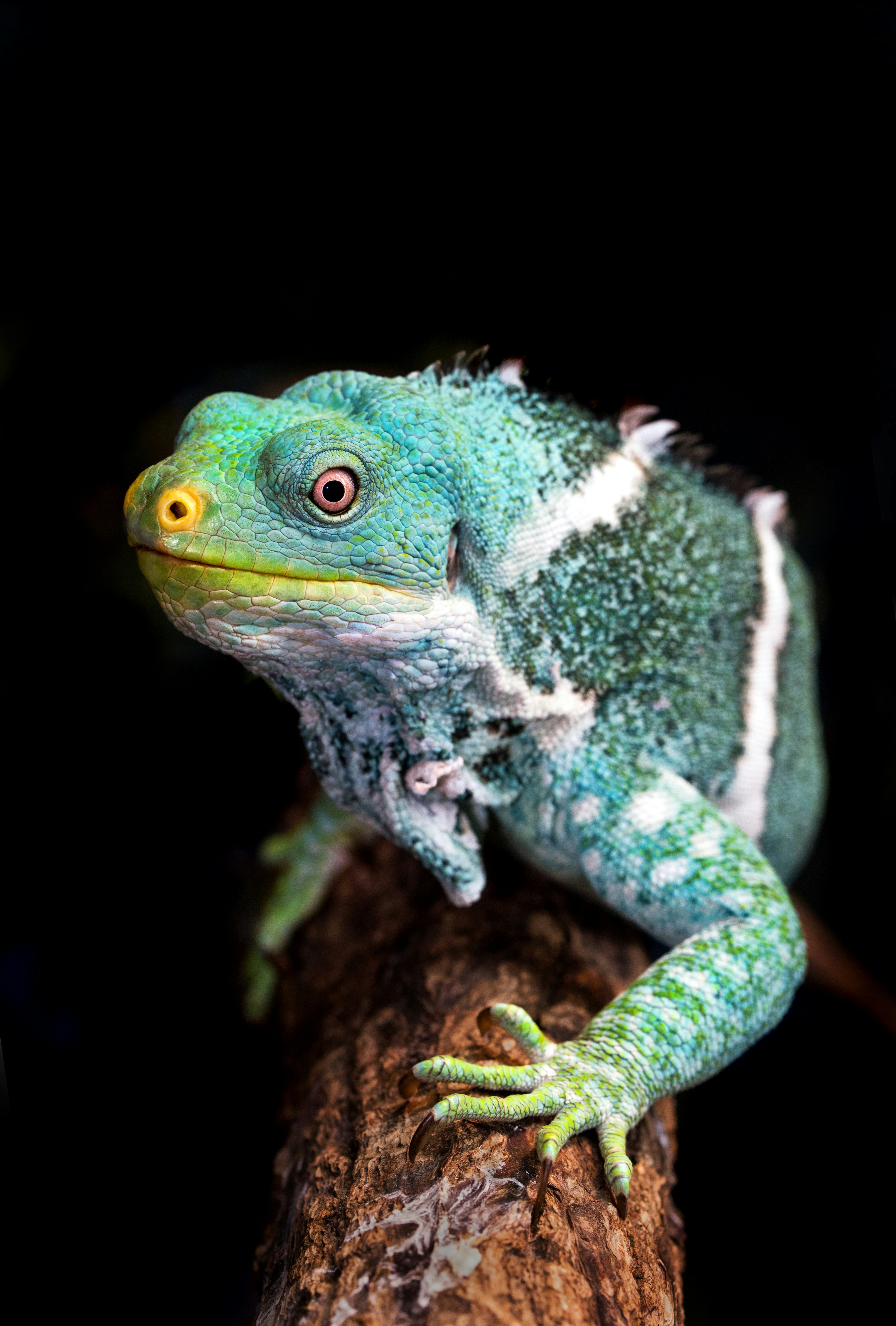 Green Lizard Perched on Tree Branch