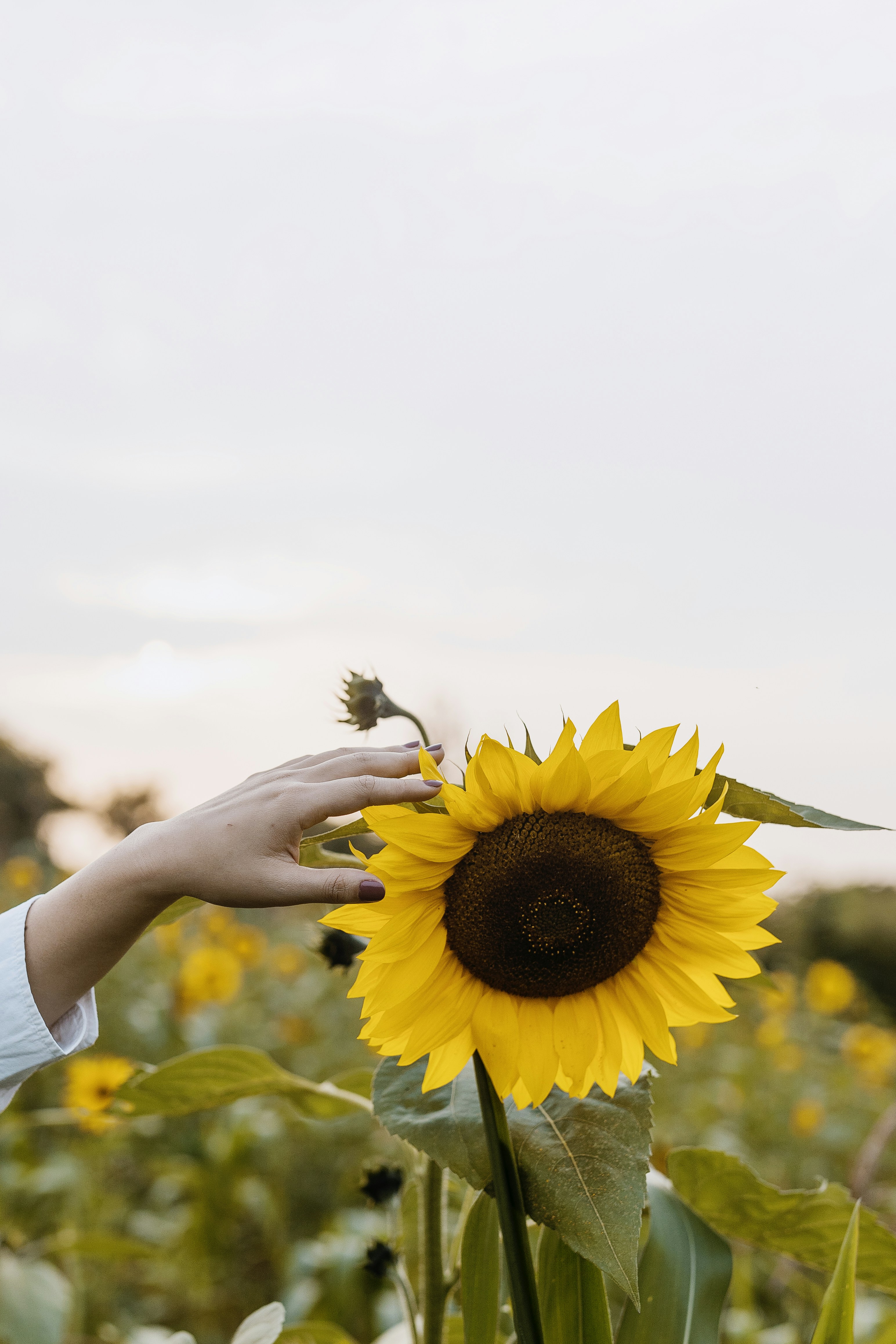 Hand Touching Sunflower in Field