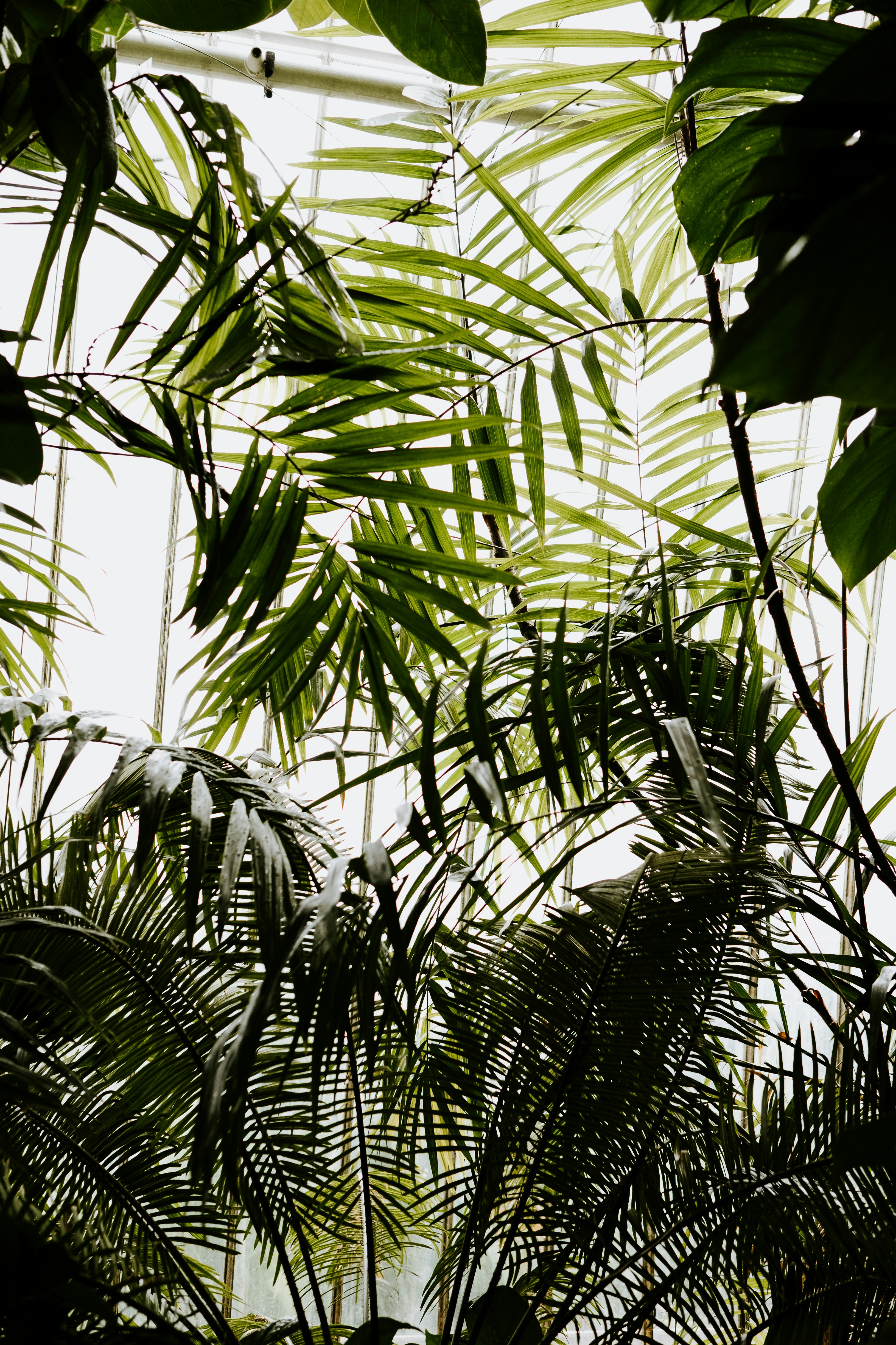 Tropical Foliage in Greenhouse