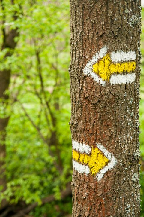 Hiking Trail Direction Arrows on Tree
