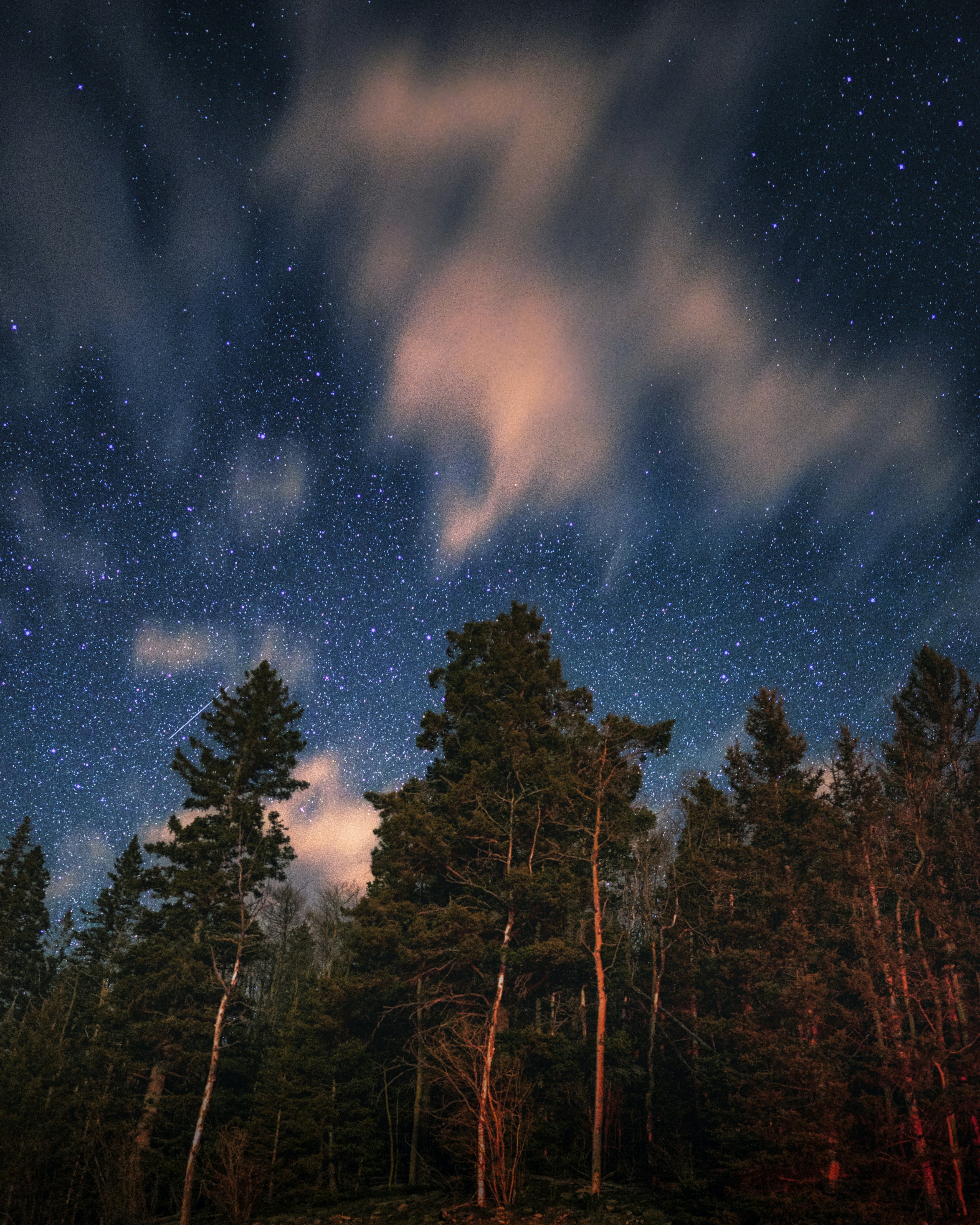 Starry Night Over Forest