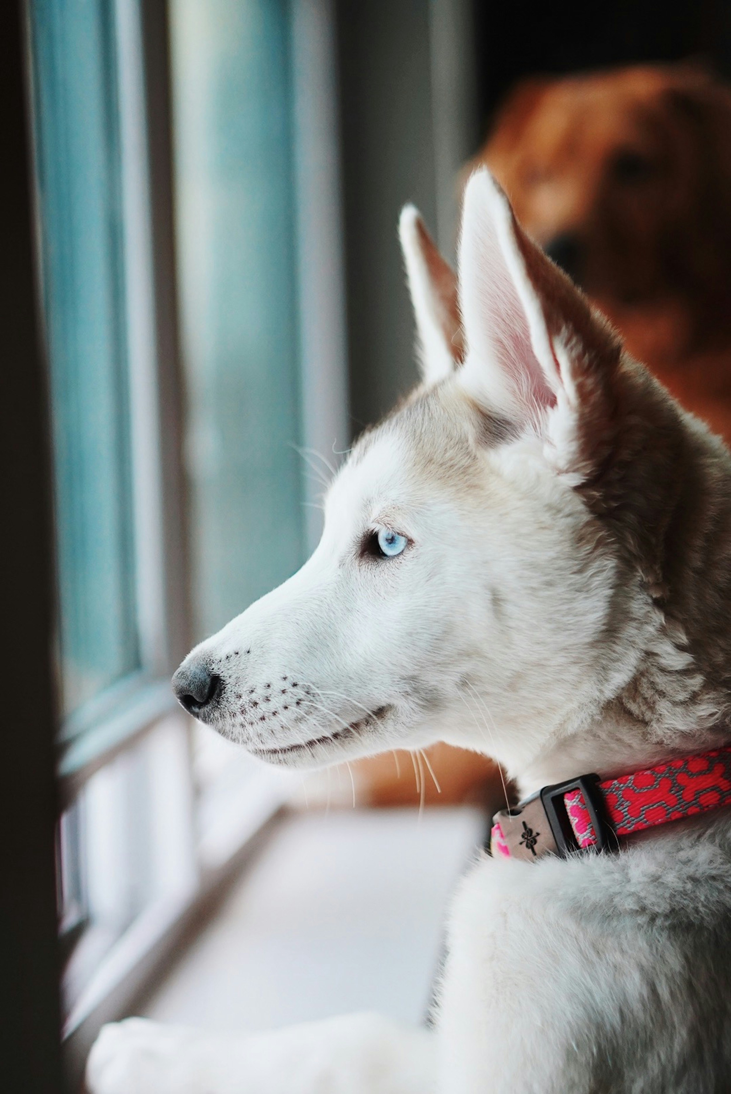 Light-colored Husky Gazing Out Window