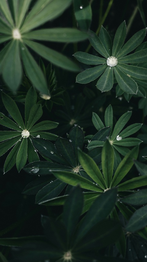 Lupine Leaves with Water Droplets