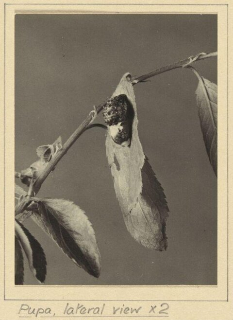 Lateral View of Insect Pupa