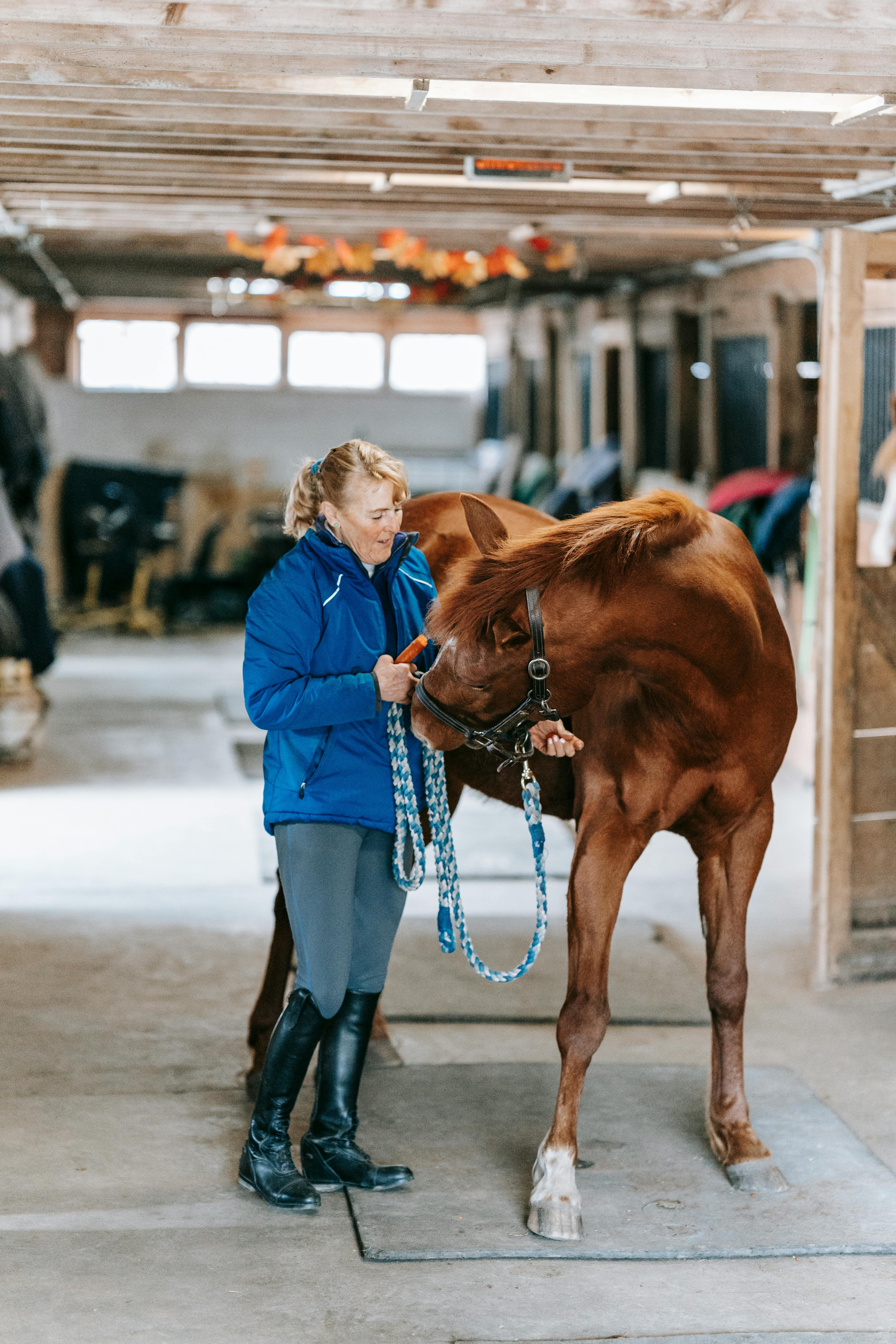 Woman Feeding Horse in Stable