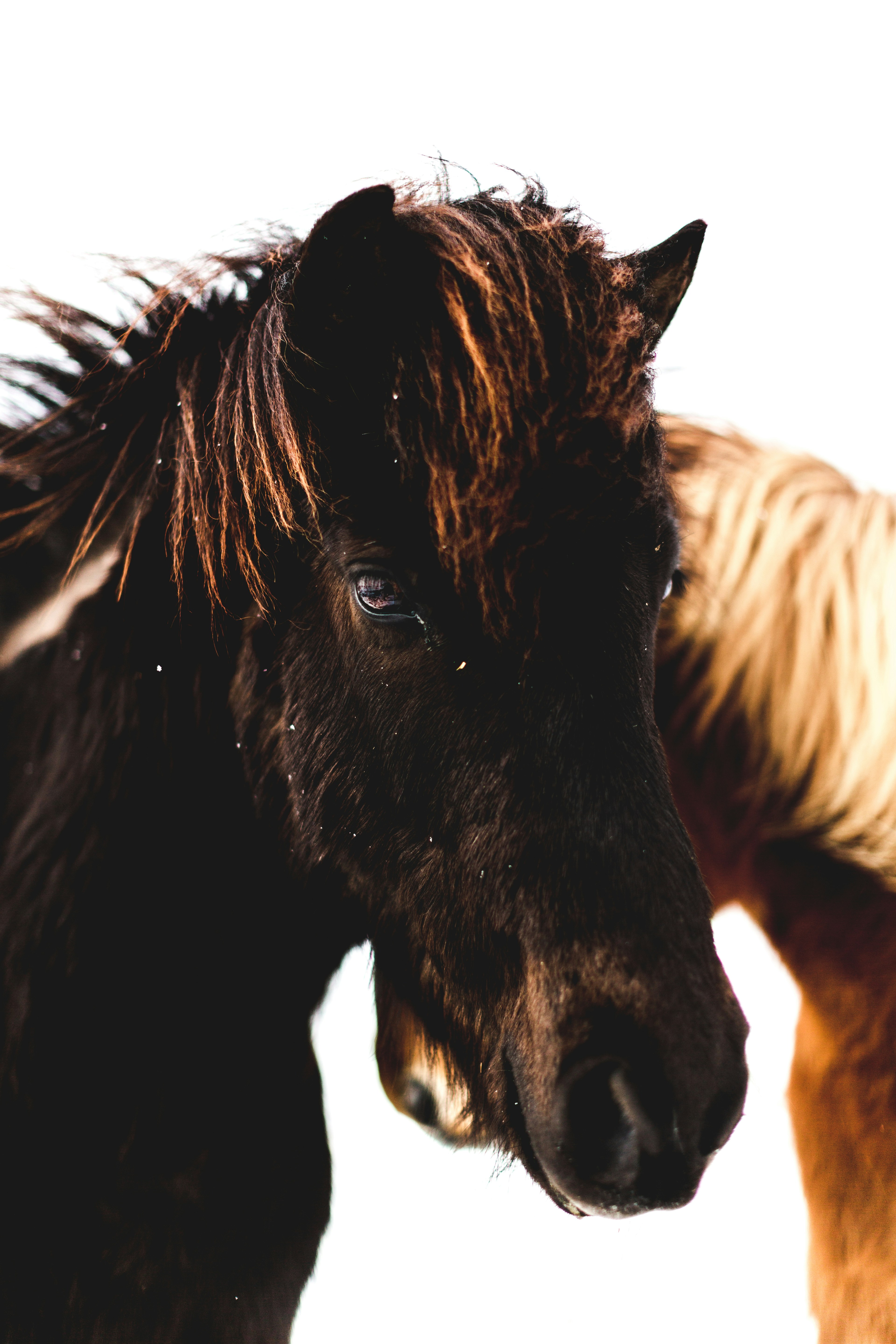 Close-up of Two Horses