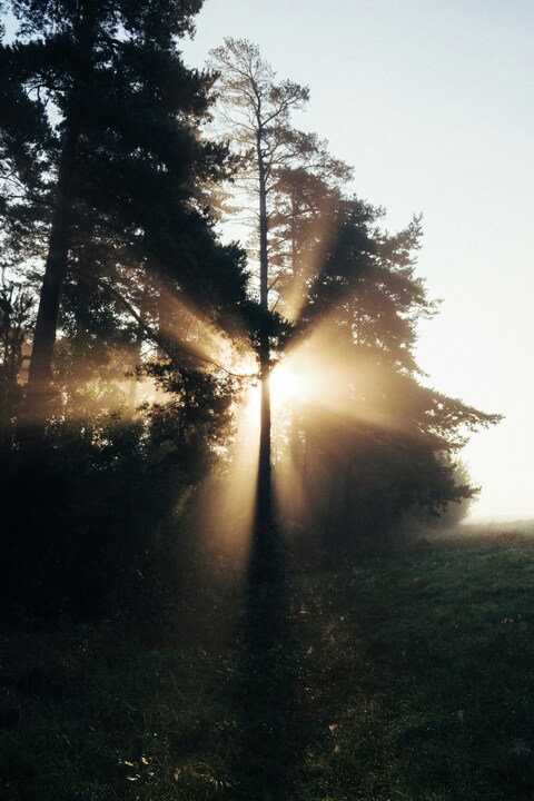 Morning Sunbeams Through Forest Edge